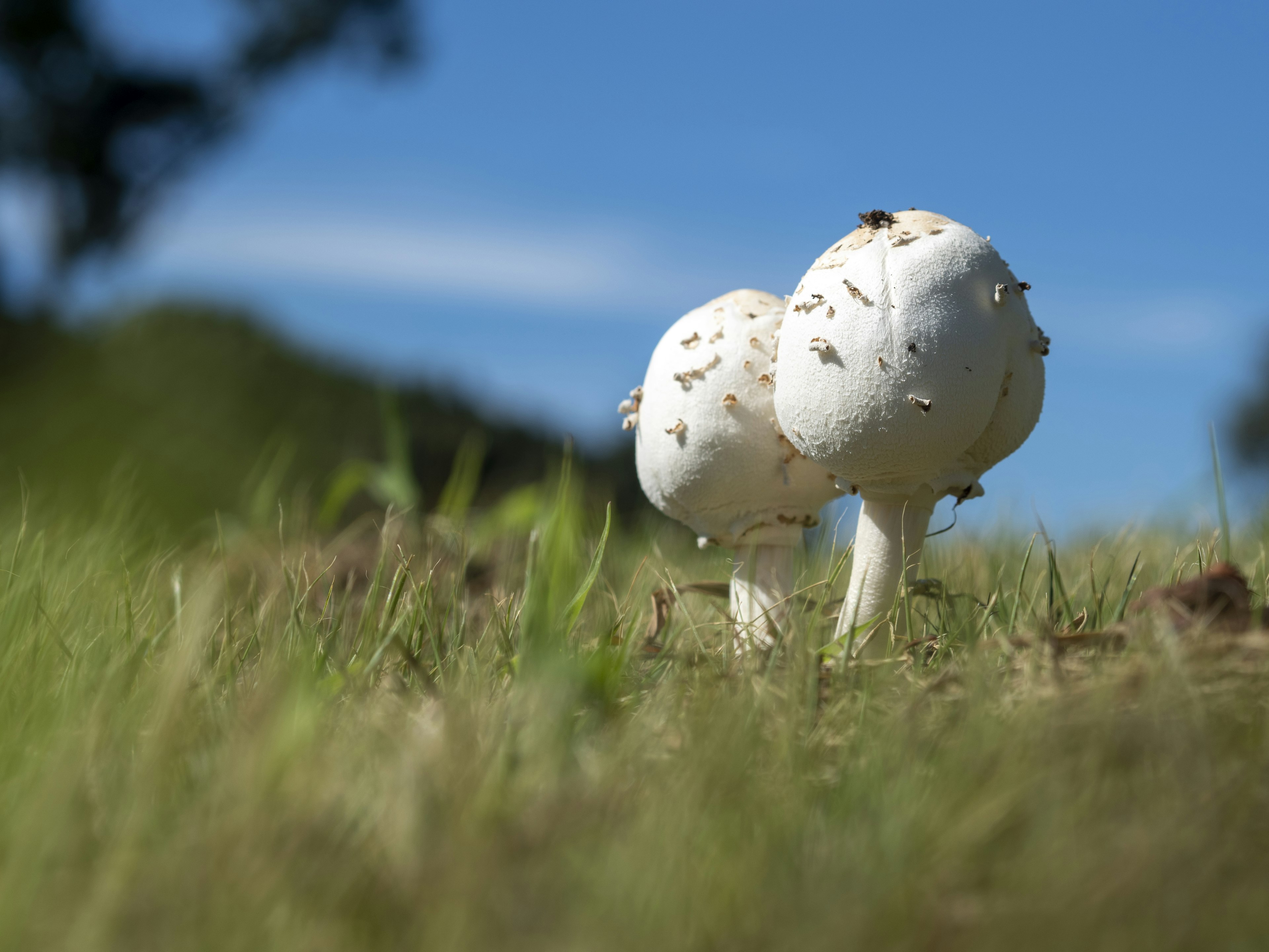 Two white mushrooms growing in green grass under a blue sky