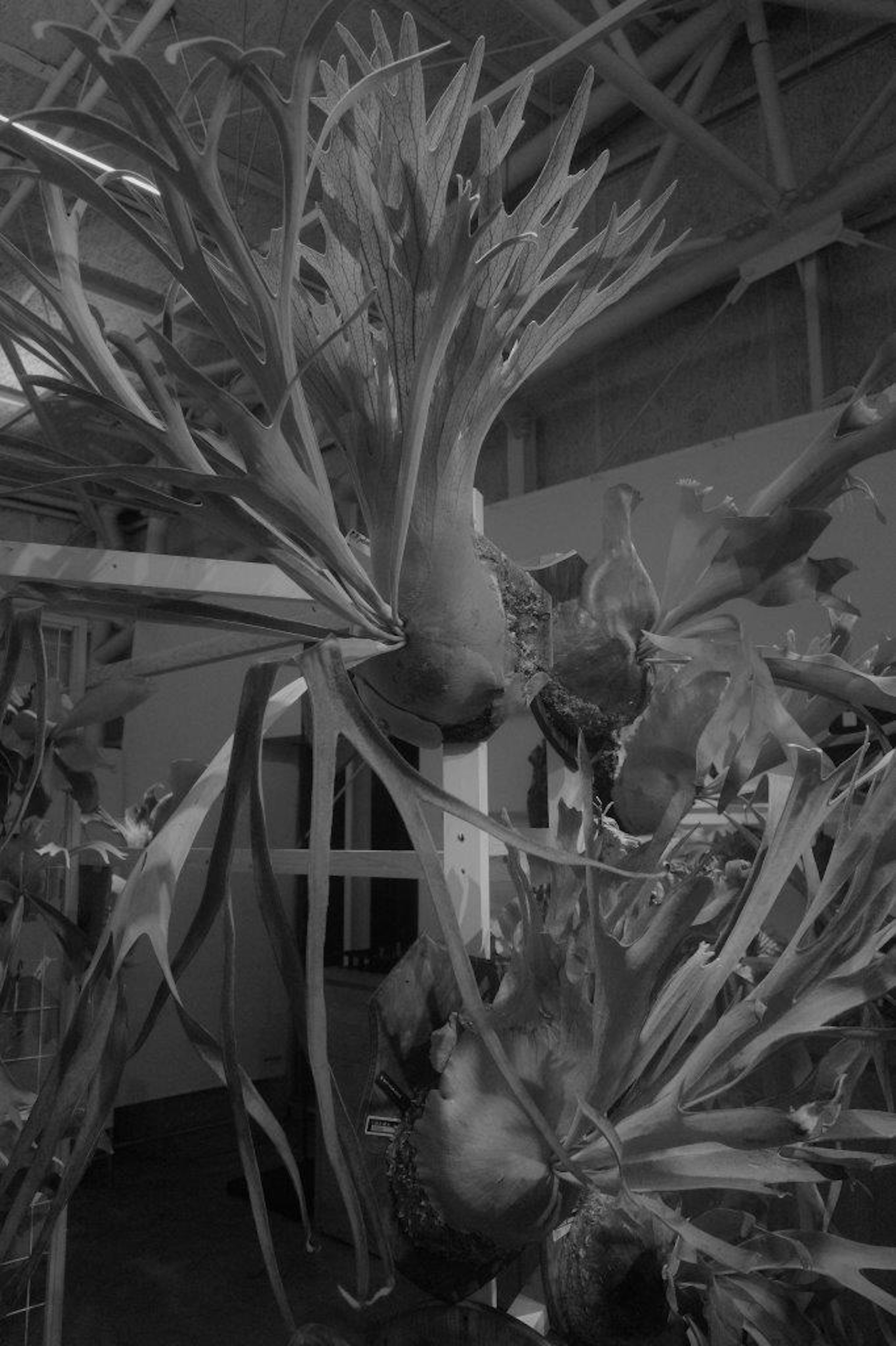 Black and white artistic display of plants featuring large leaves and unique shapes