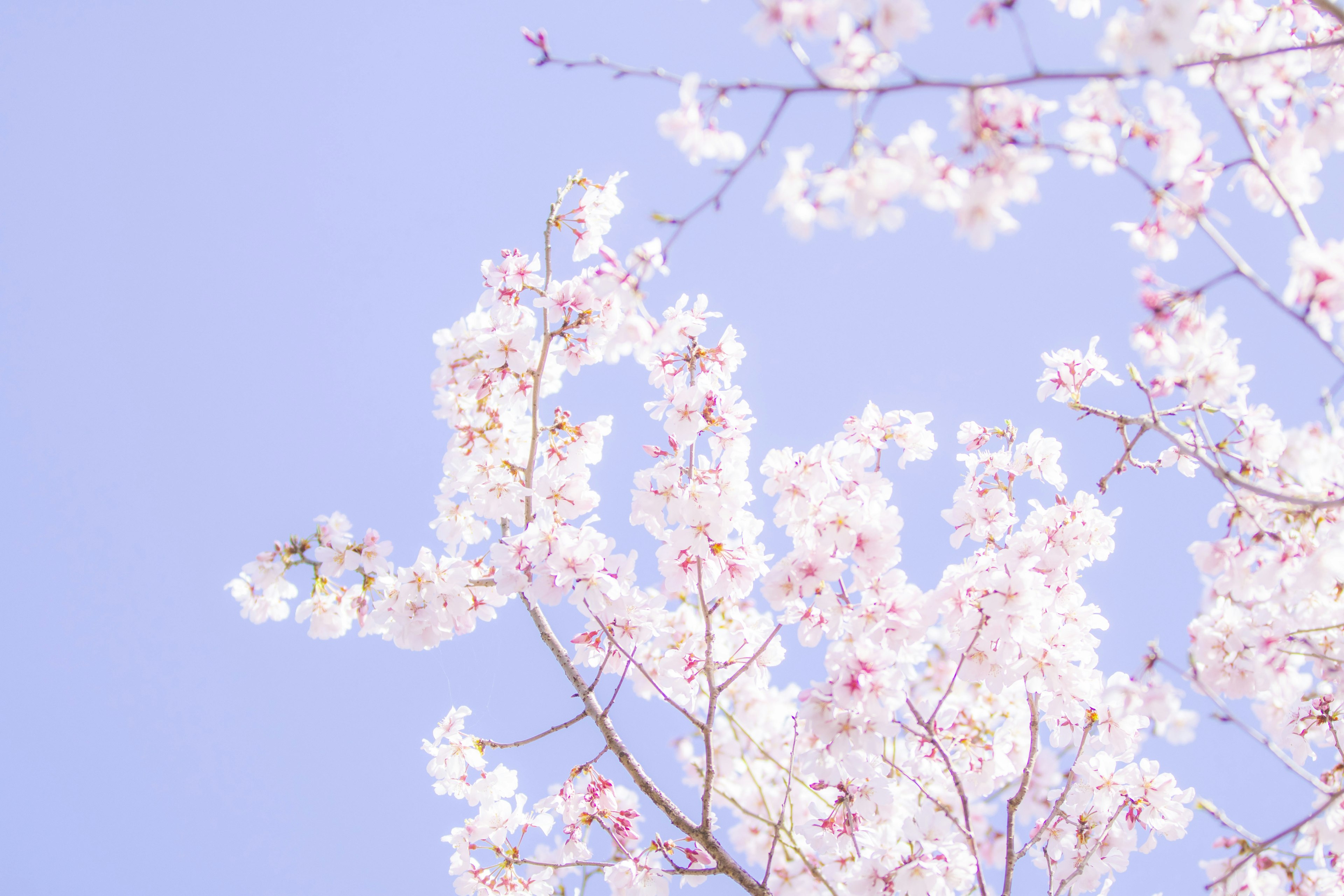 Cherry blossoms in full bloom against a light blue sky