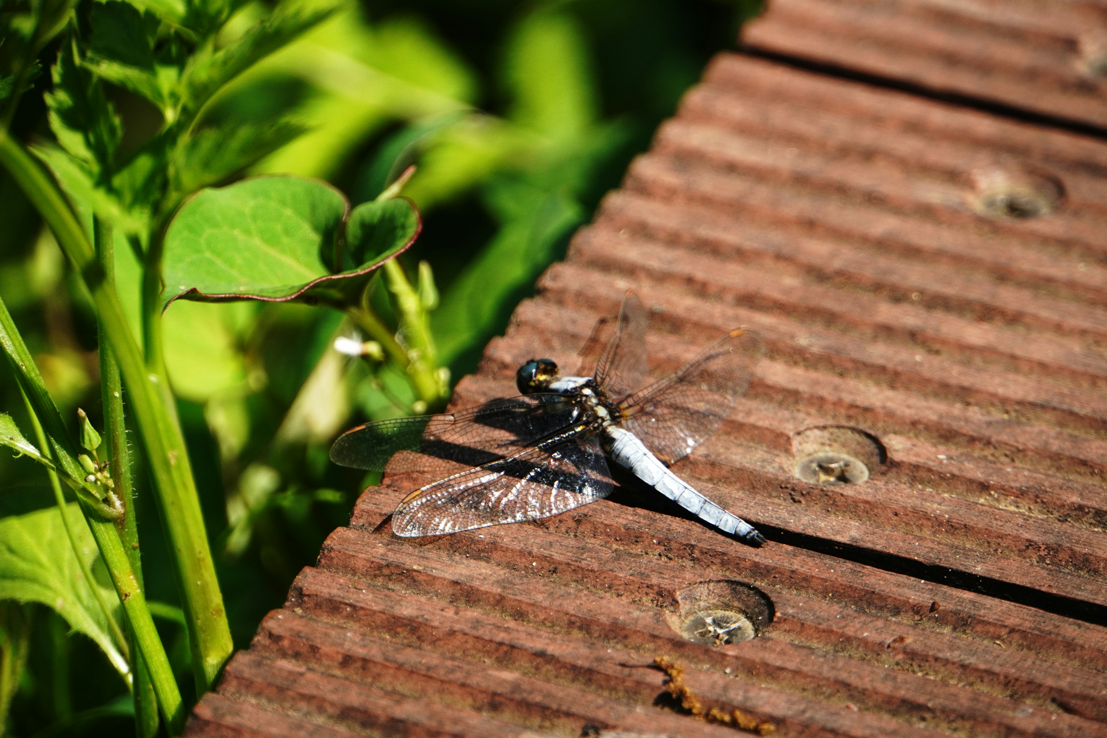 Una libélula azul posada sobre tablones de madera con hojas verdes cerca