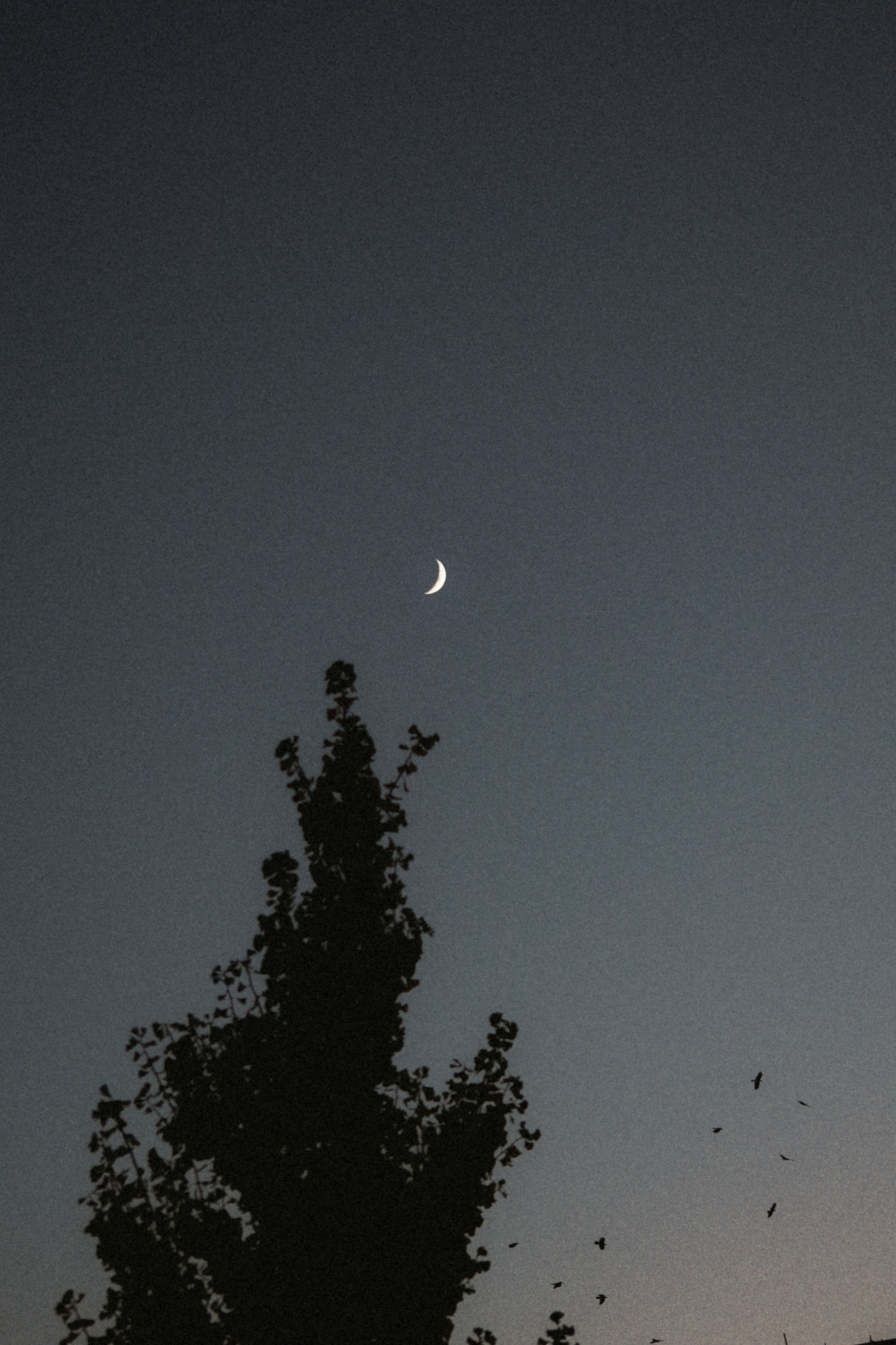 Luna creciente en el cielo del crepúsculo con un árbol en silueta