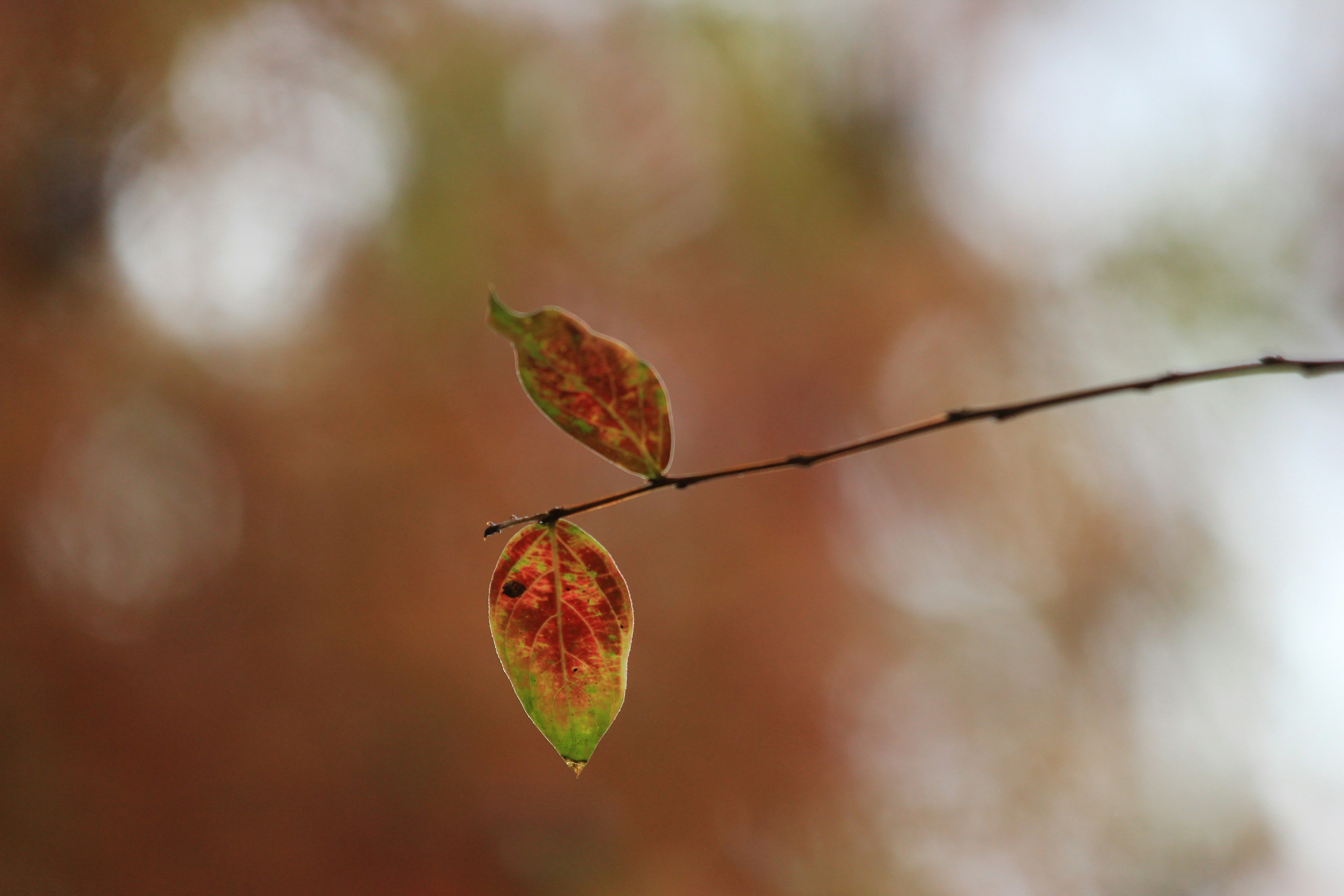 Nahaufnahme von Herbstblättern mit lebhaften Farben