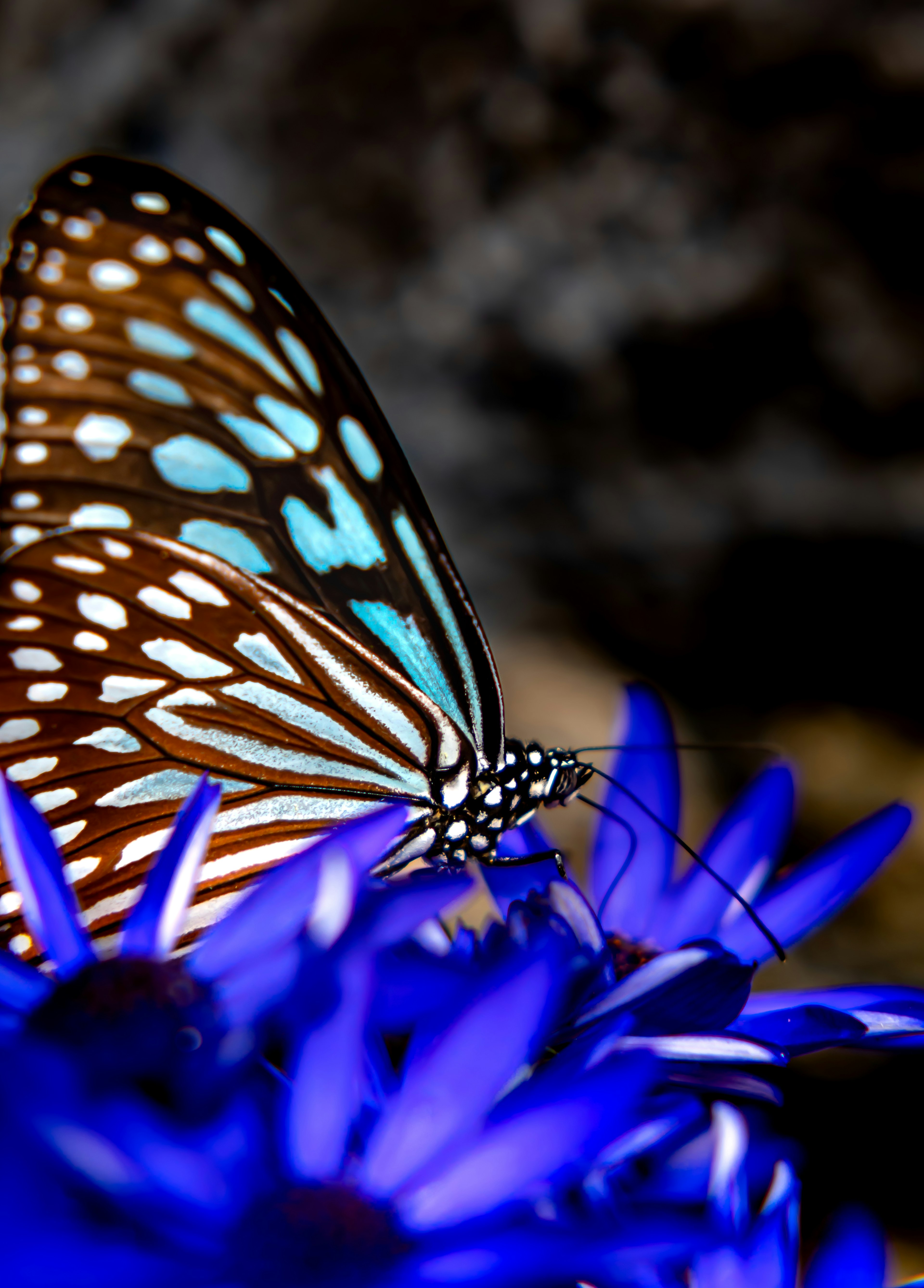 Primo piano di una bella farfalla che riposa su un fiore blu