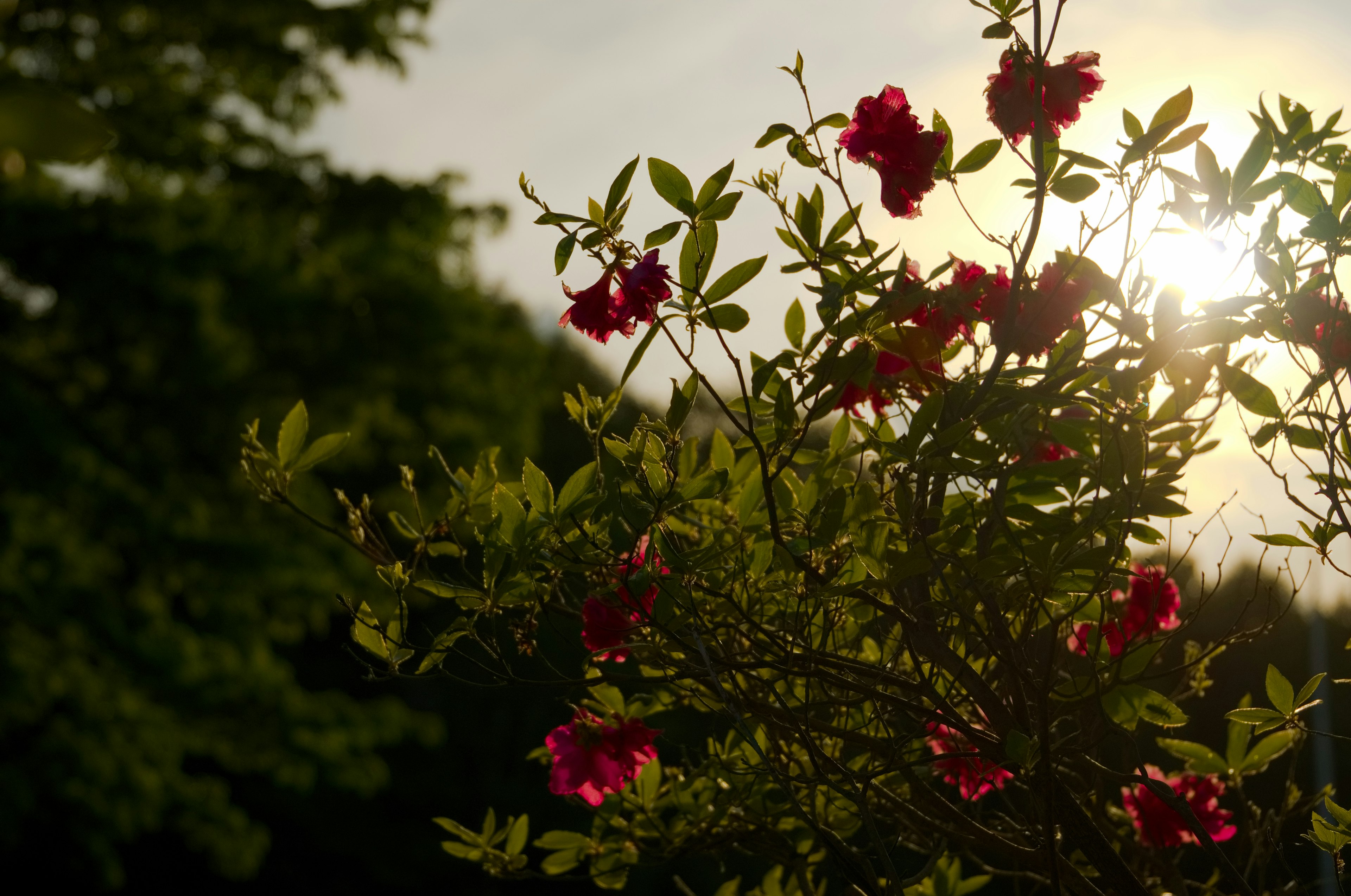 Contrasto di fiori rossi e foglie verdi contro un tramonto