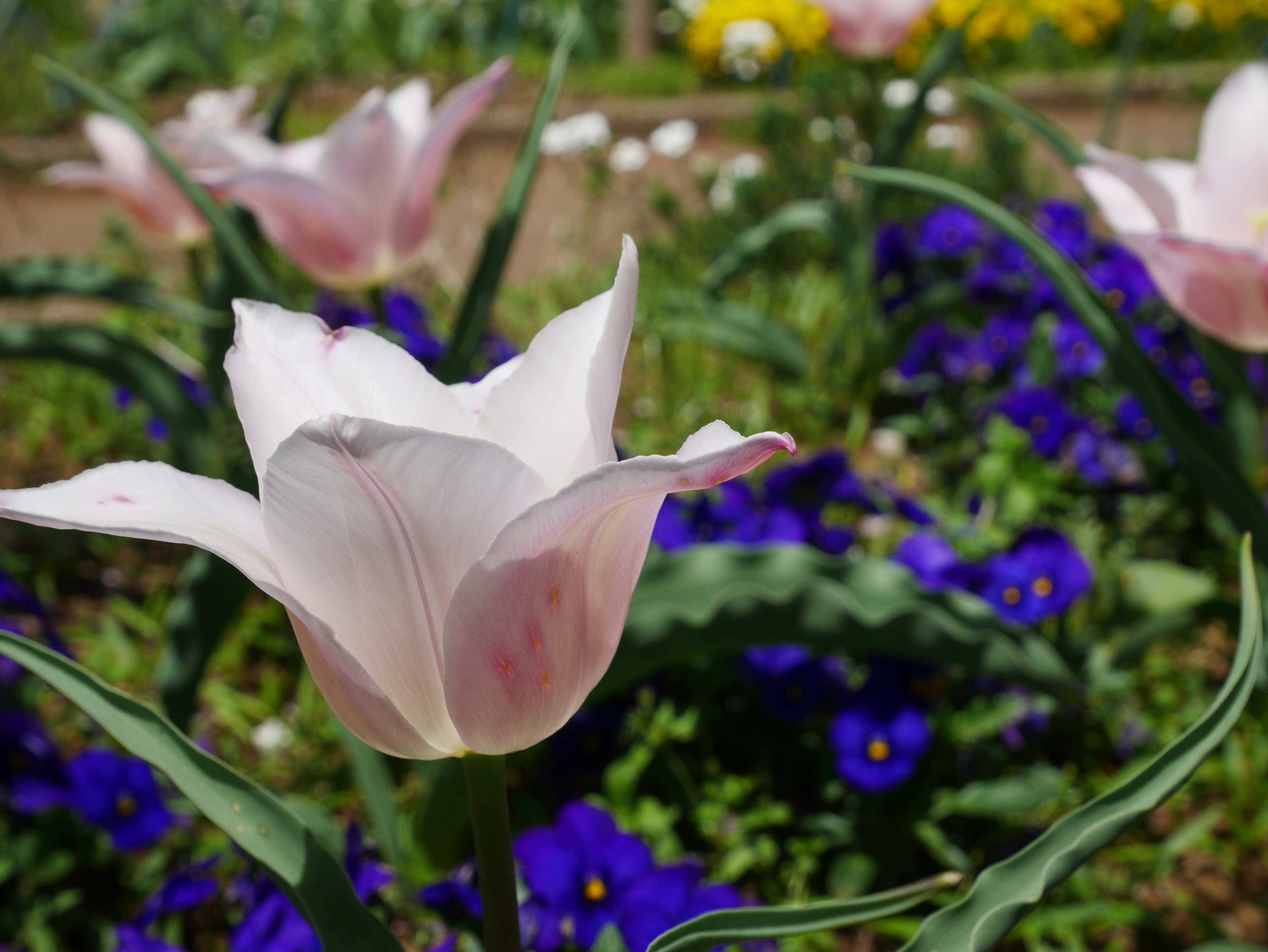 Fleur de tulipe rose parmi des fleurs violettes dans un jardin