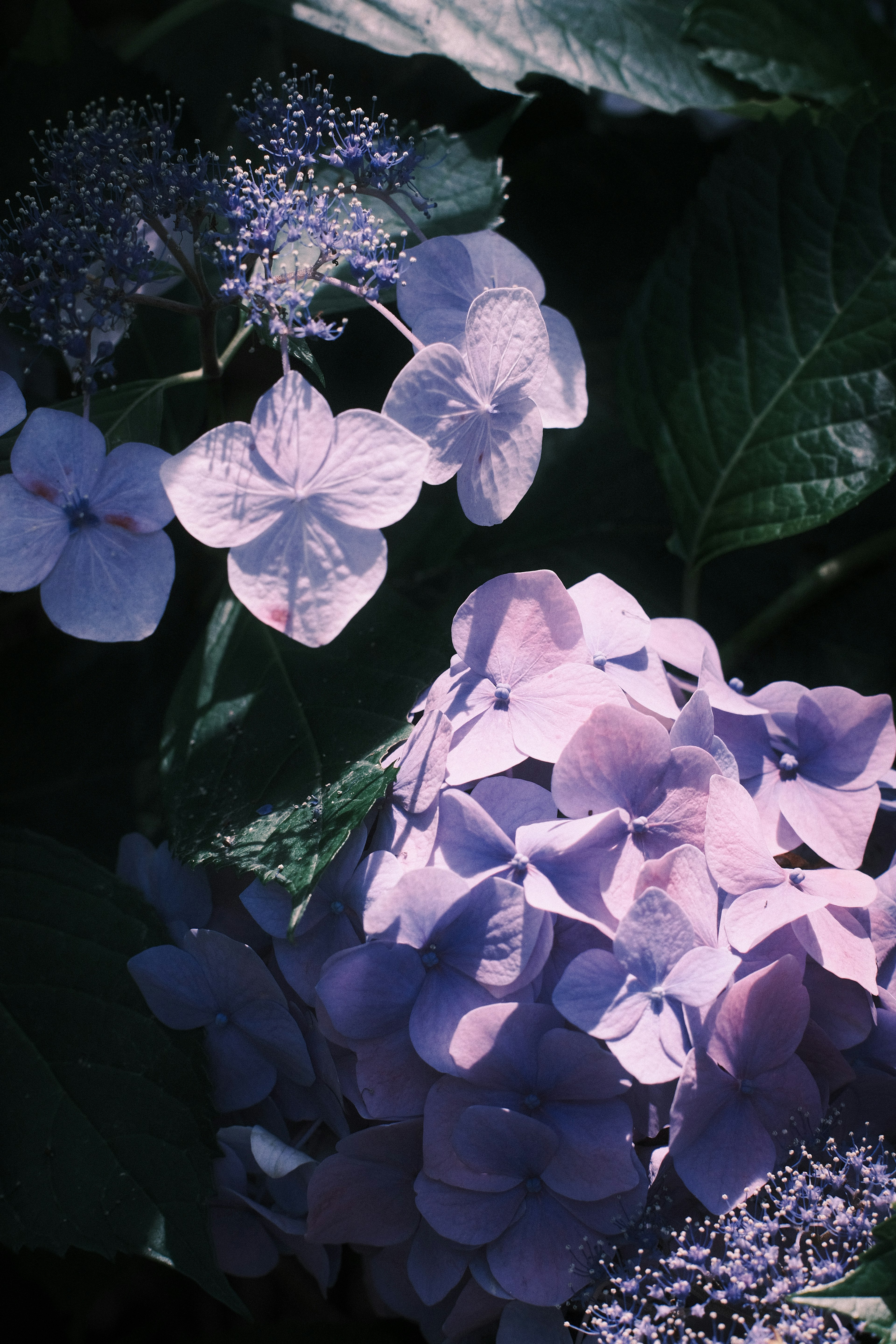 Close-up of purple hydrangea flowers surrounded by green leaves