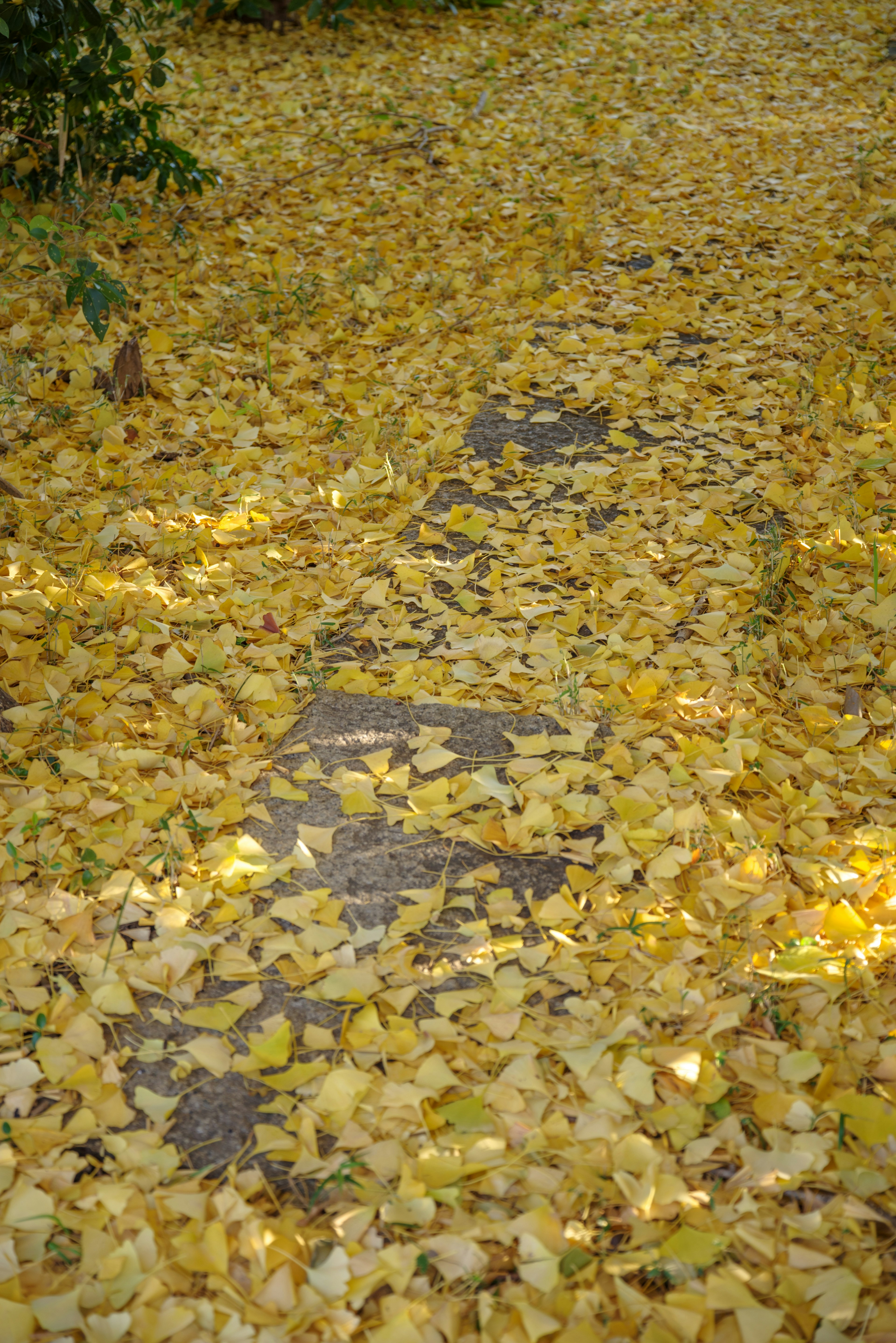 Sentier recouvert de feuilles jaunes