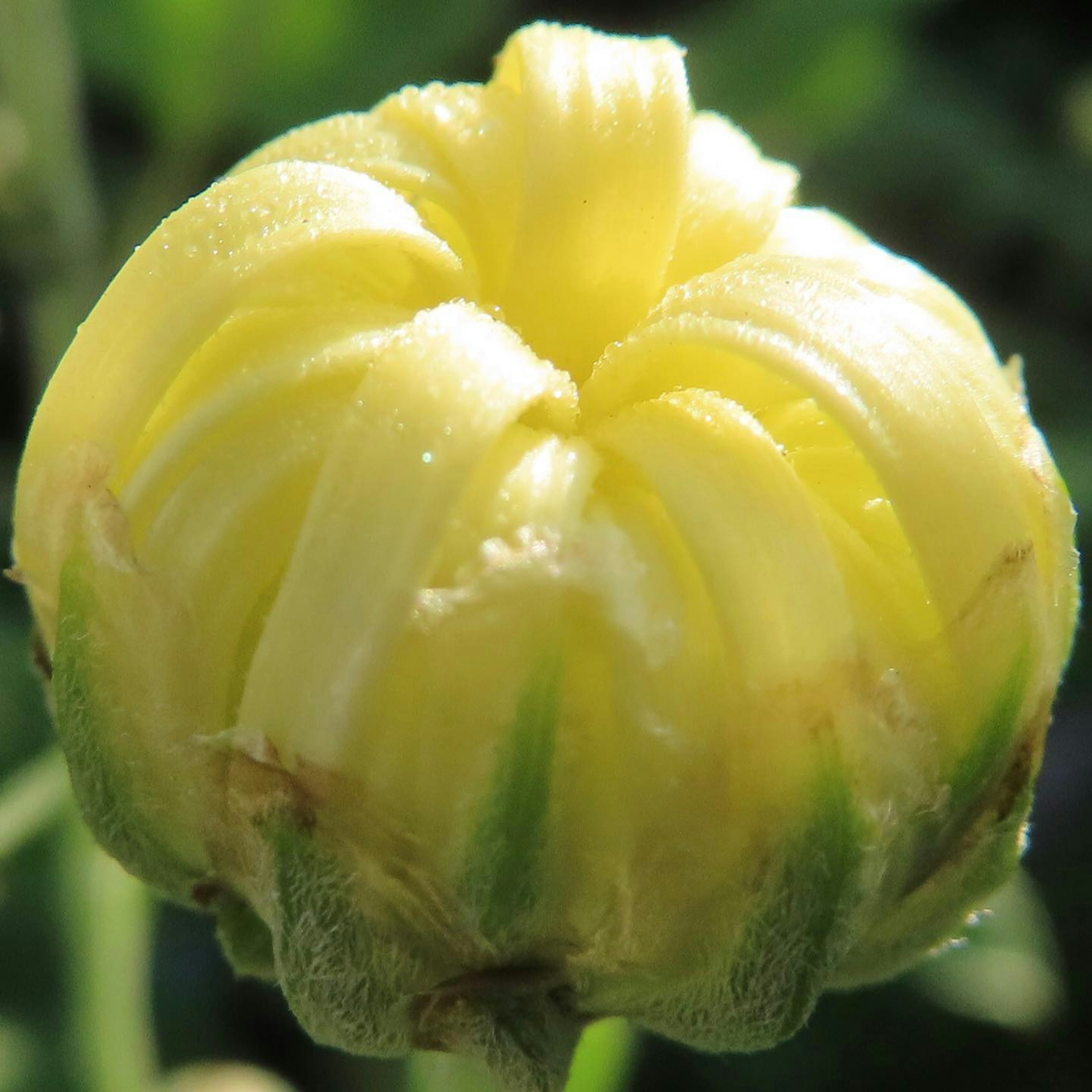 Bocciolo di fiore giallo-verde con forma e texture uniche