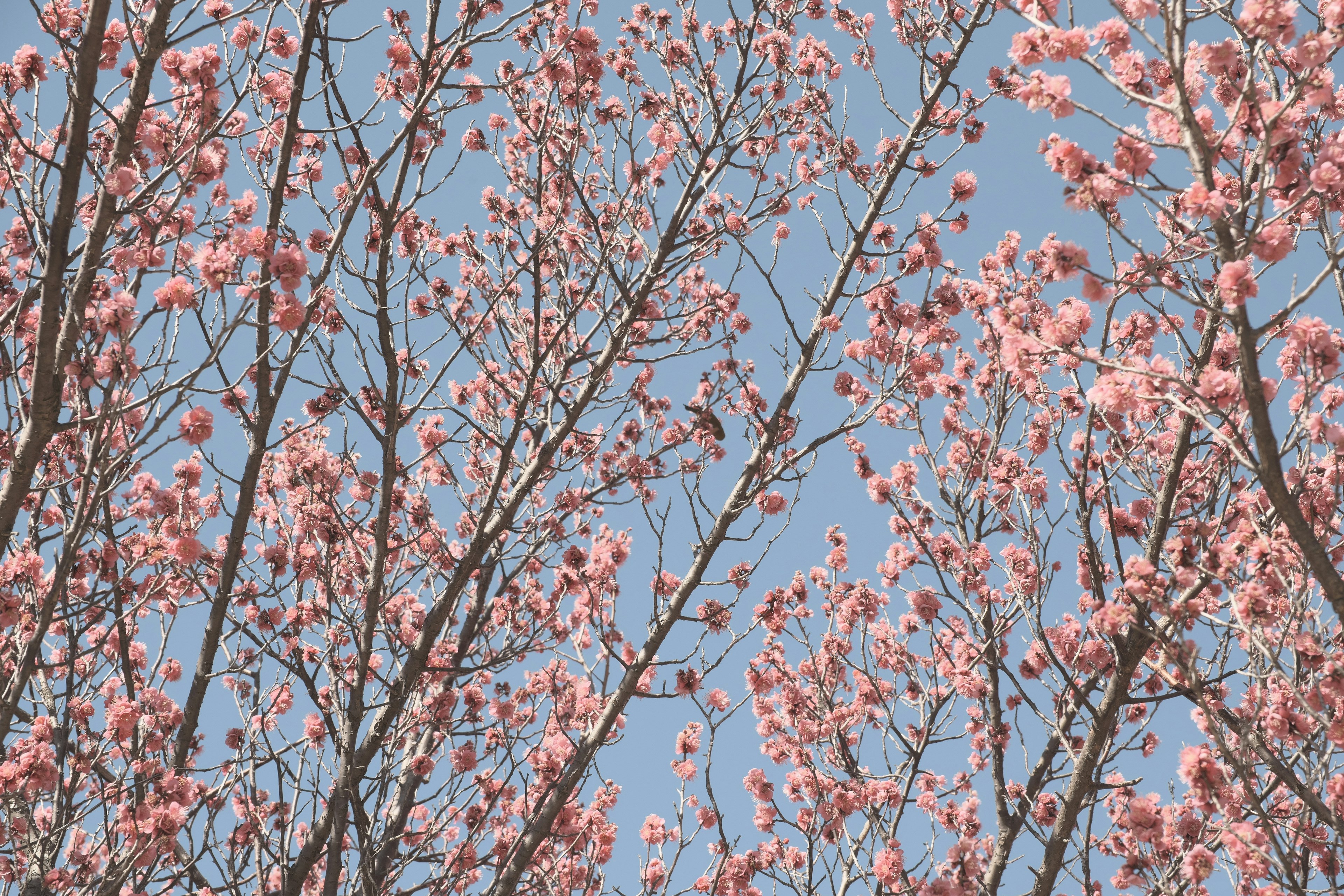 Branches of cherry blossoms against a blue sky