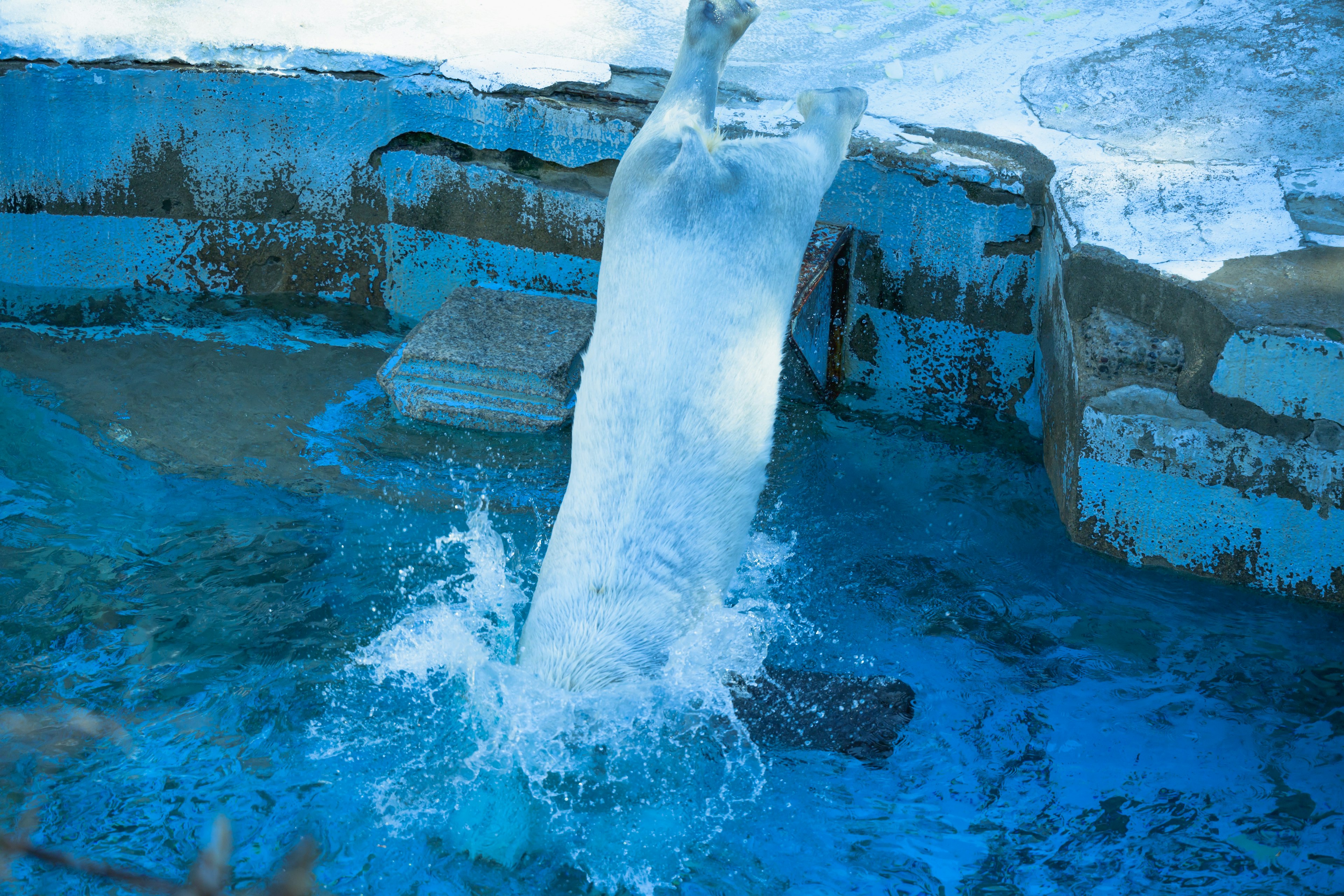 Eisbär springt ins Wasser mit Spritzern