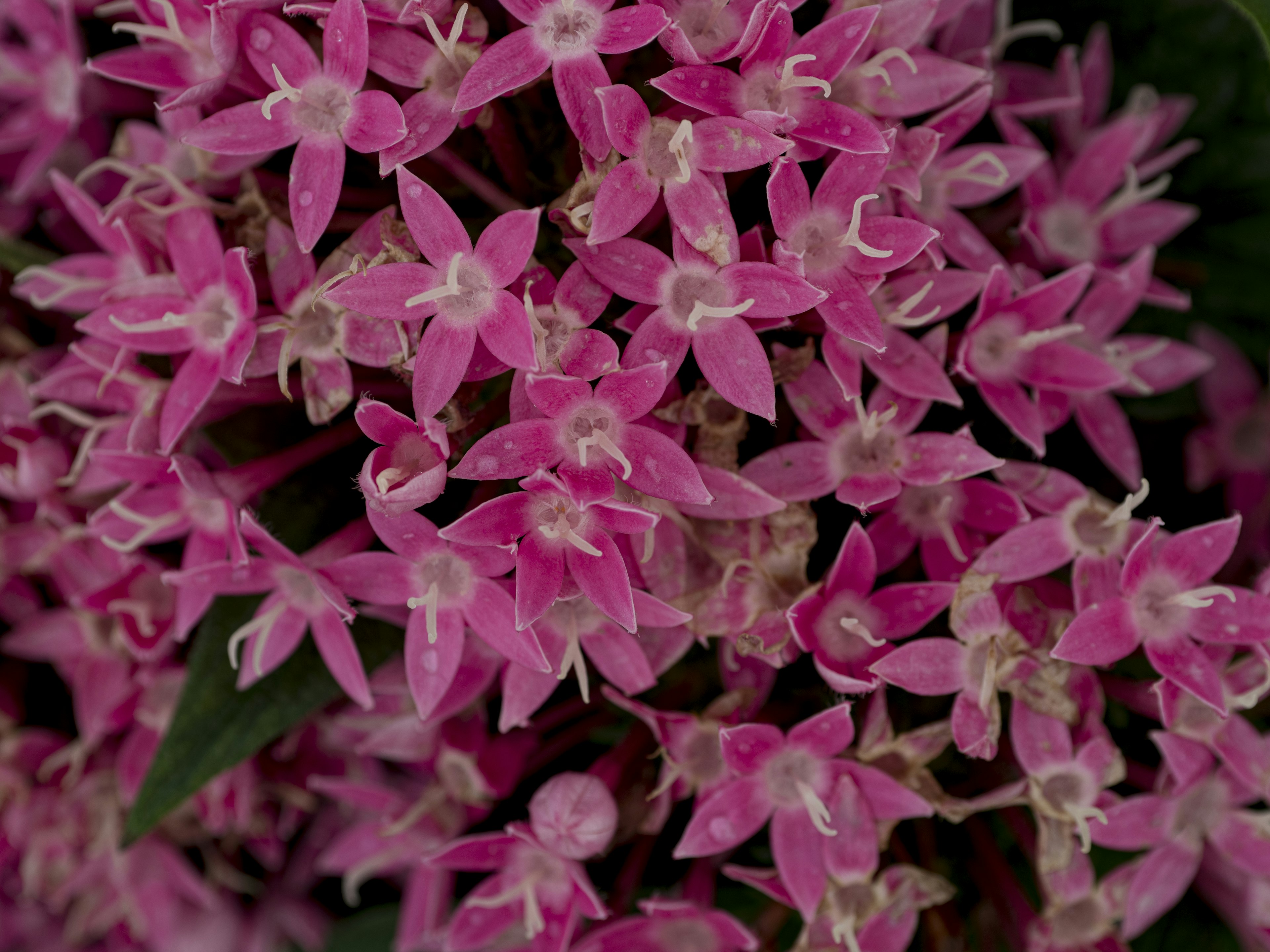 鮮やかなピンクの花が密集した美しい植物のクローズアップ