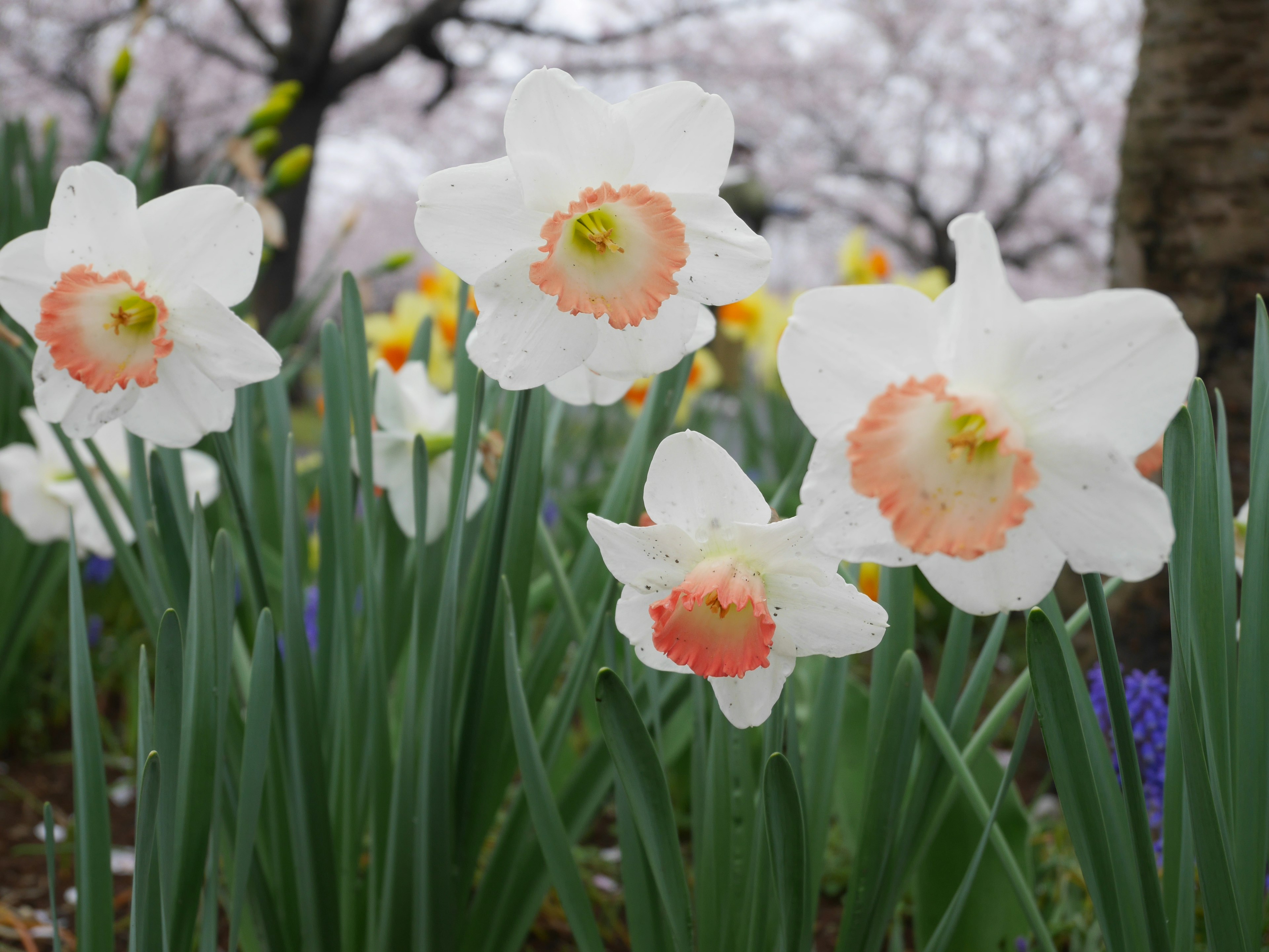 Una foto di fiori di narciso bianchi che fioriscono in un giardino