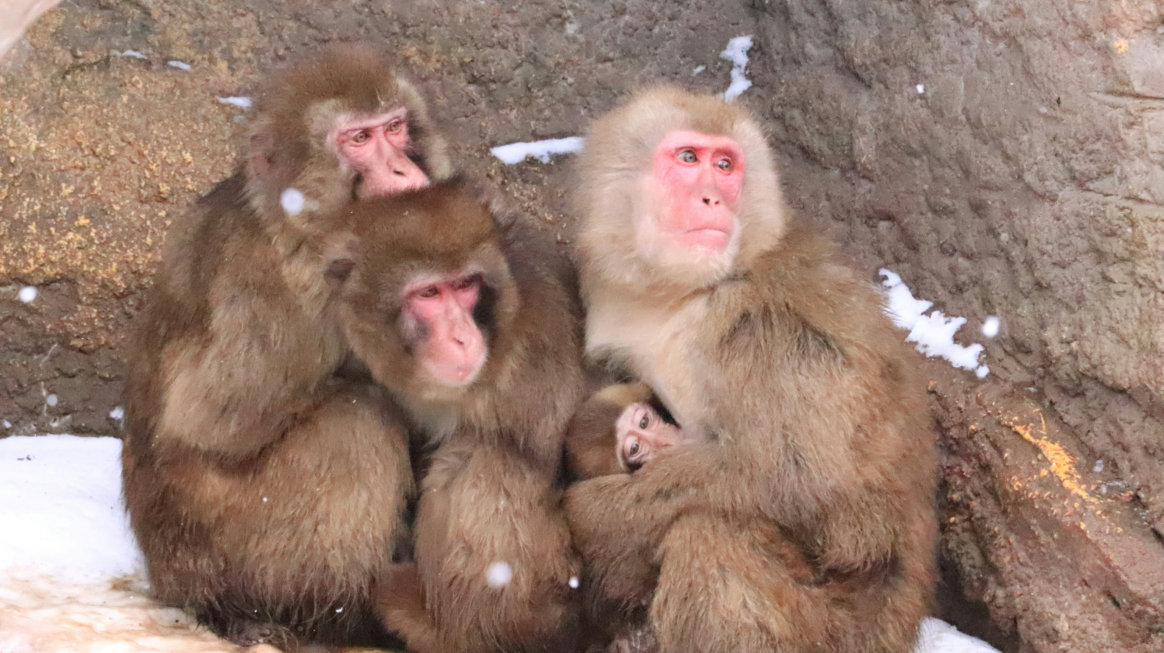 Tre scimmie rannicchiate nella neve che mostrano le loro texture di pelliccia