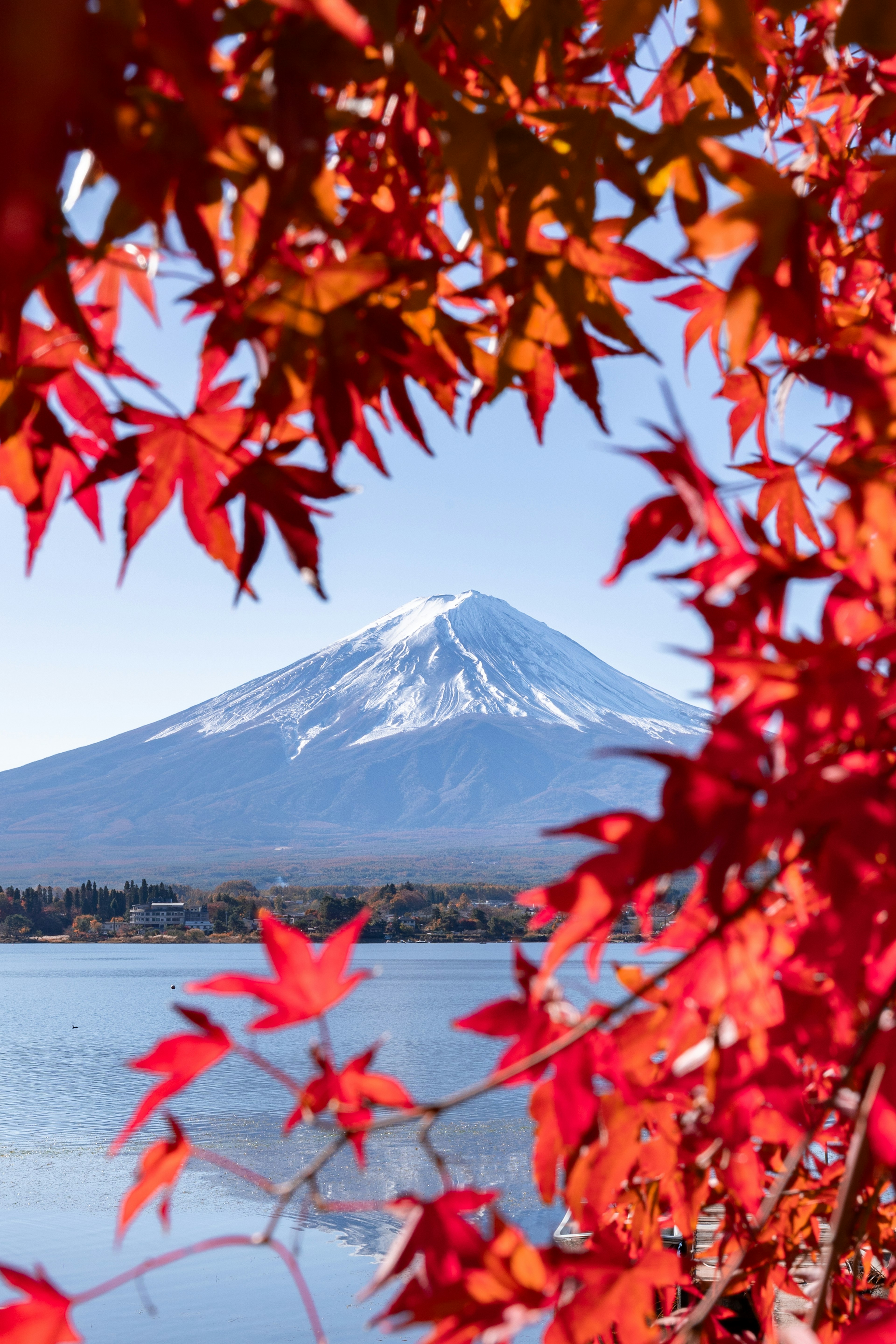 被鲜艳秋叶框住的富士山美景