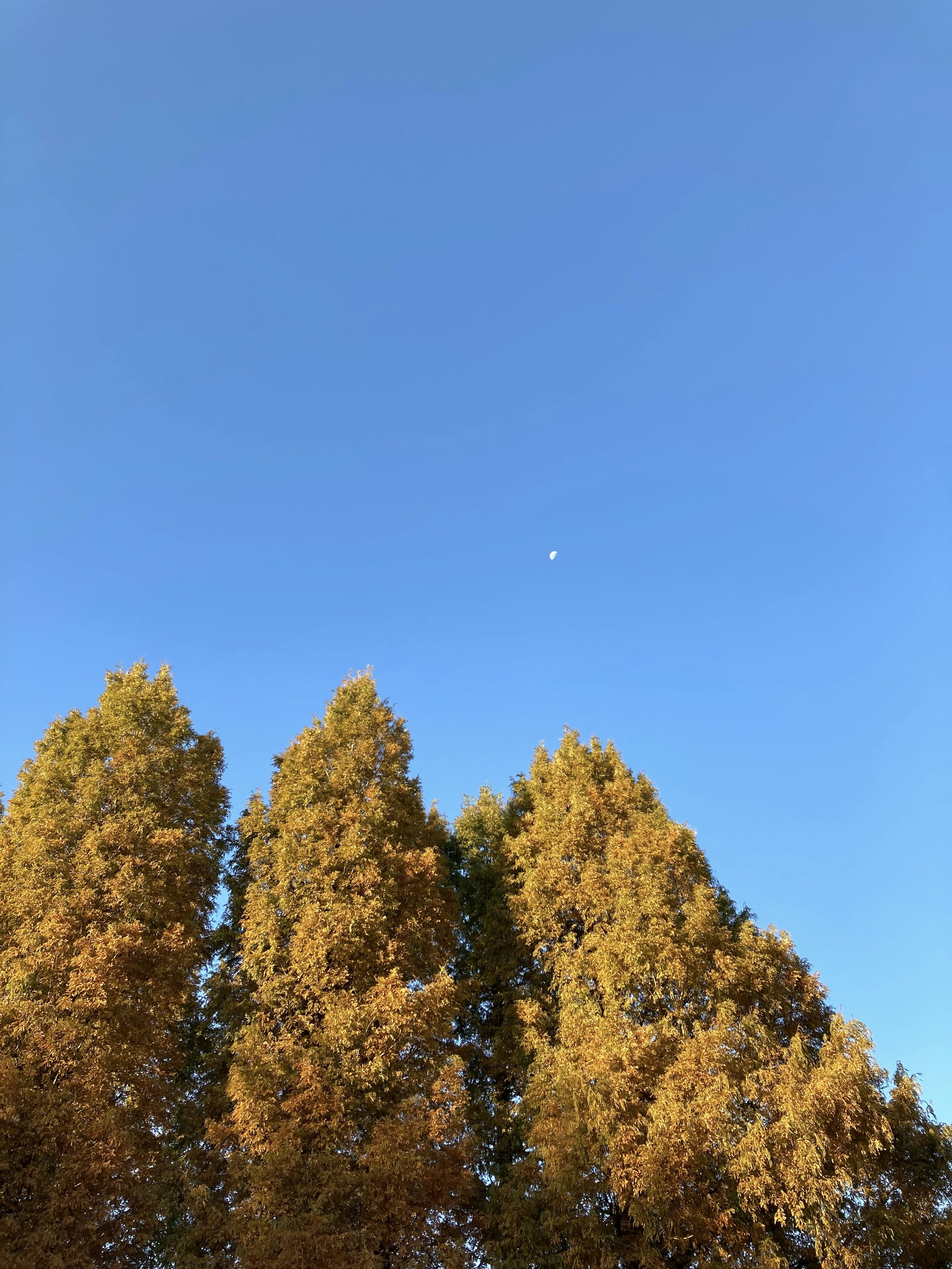 Golden trees against a clear blue sky with a white moon