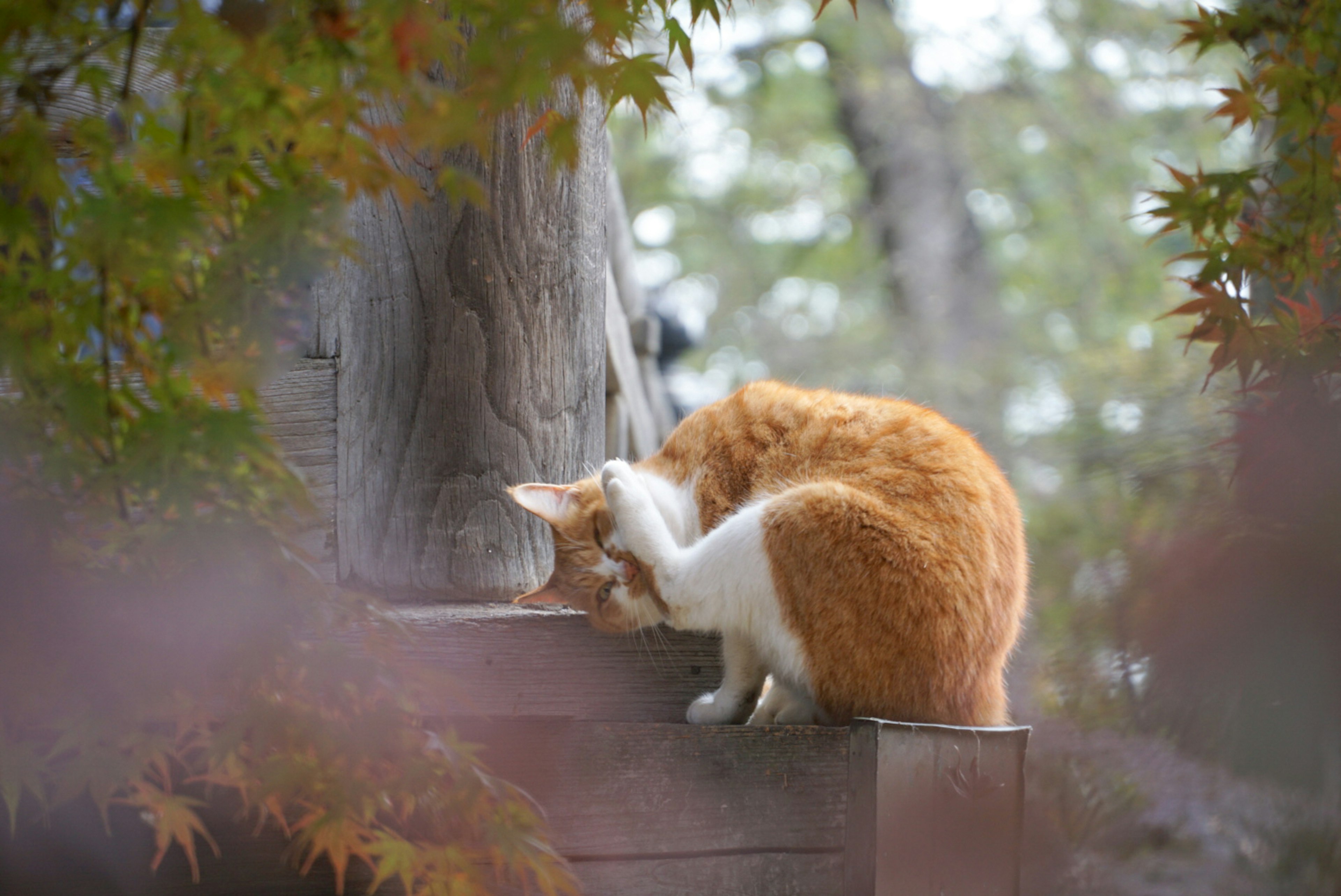 Two orange cats playing near a tree