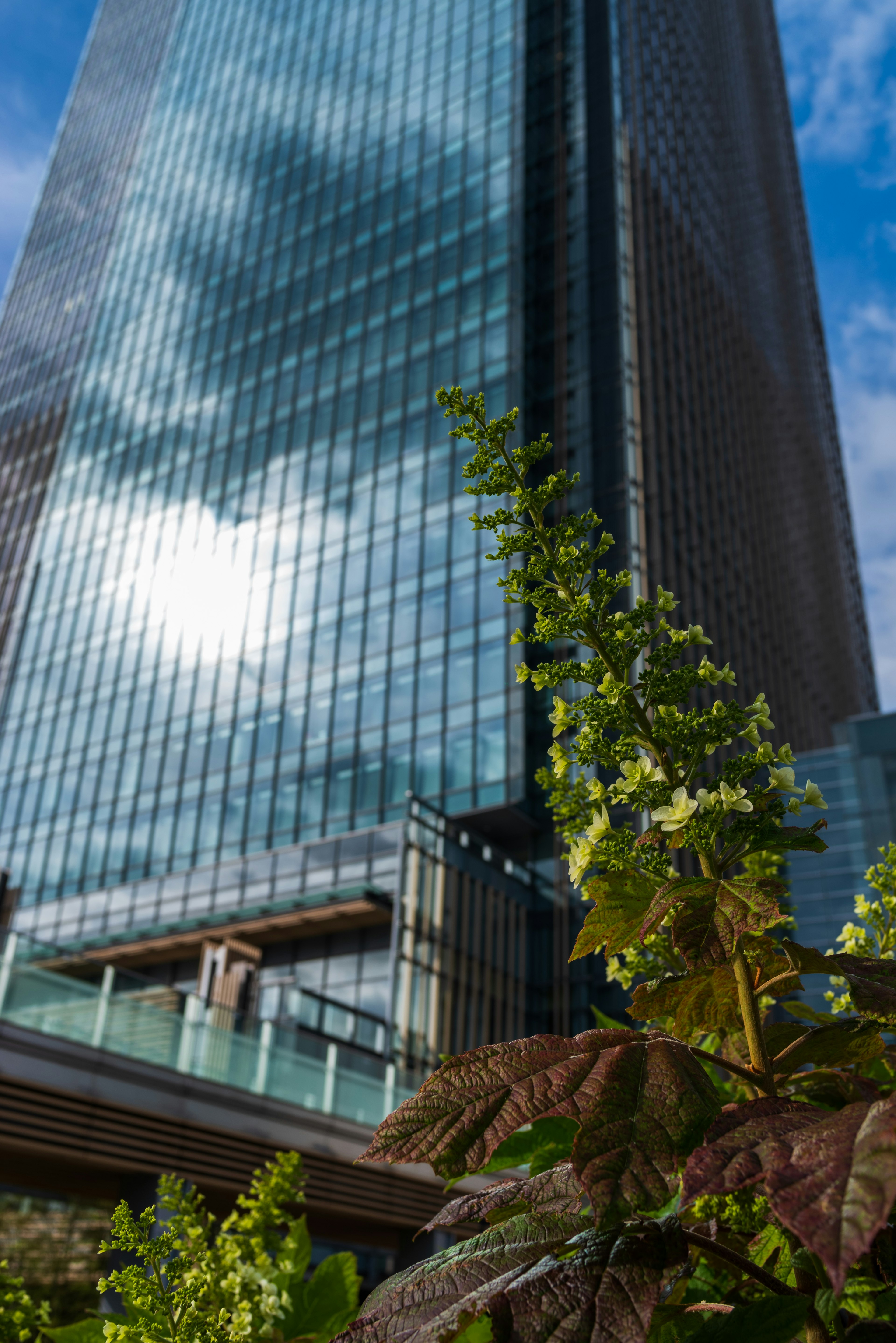 高層ビルの近くにある緑の植物と青空の反射