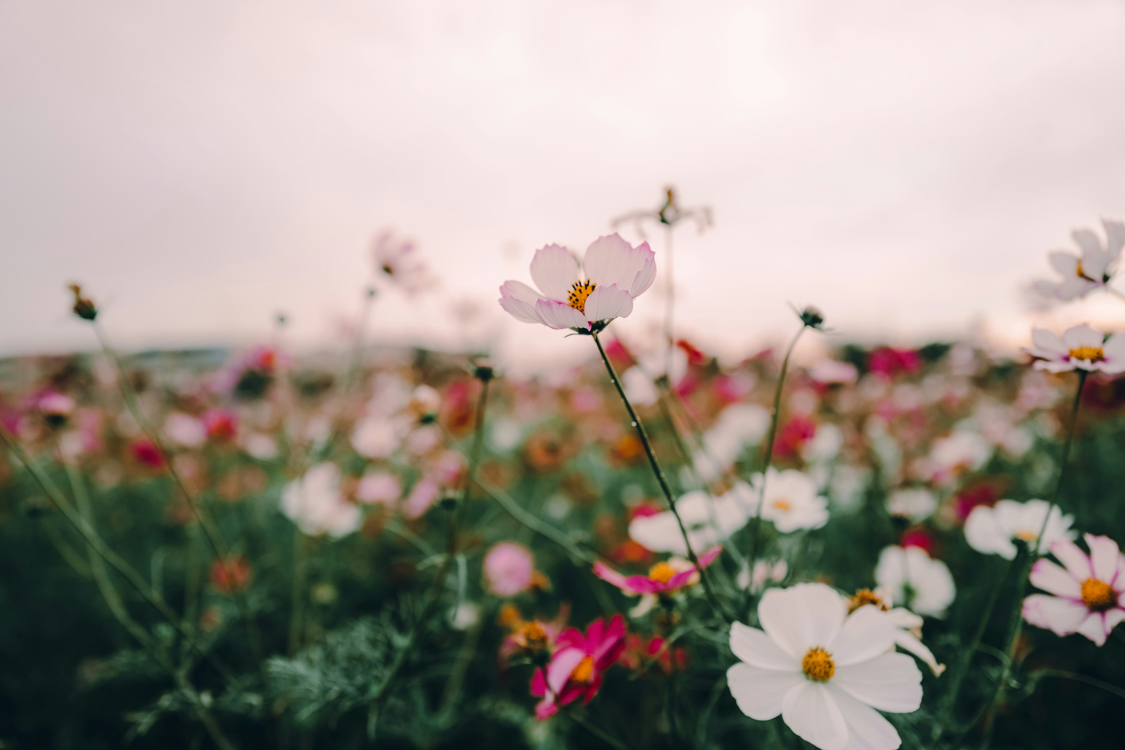 Nahaufnahme eines Feldes mit bunten blühenden Blumen