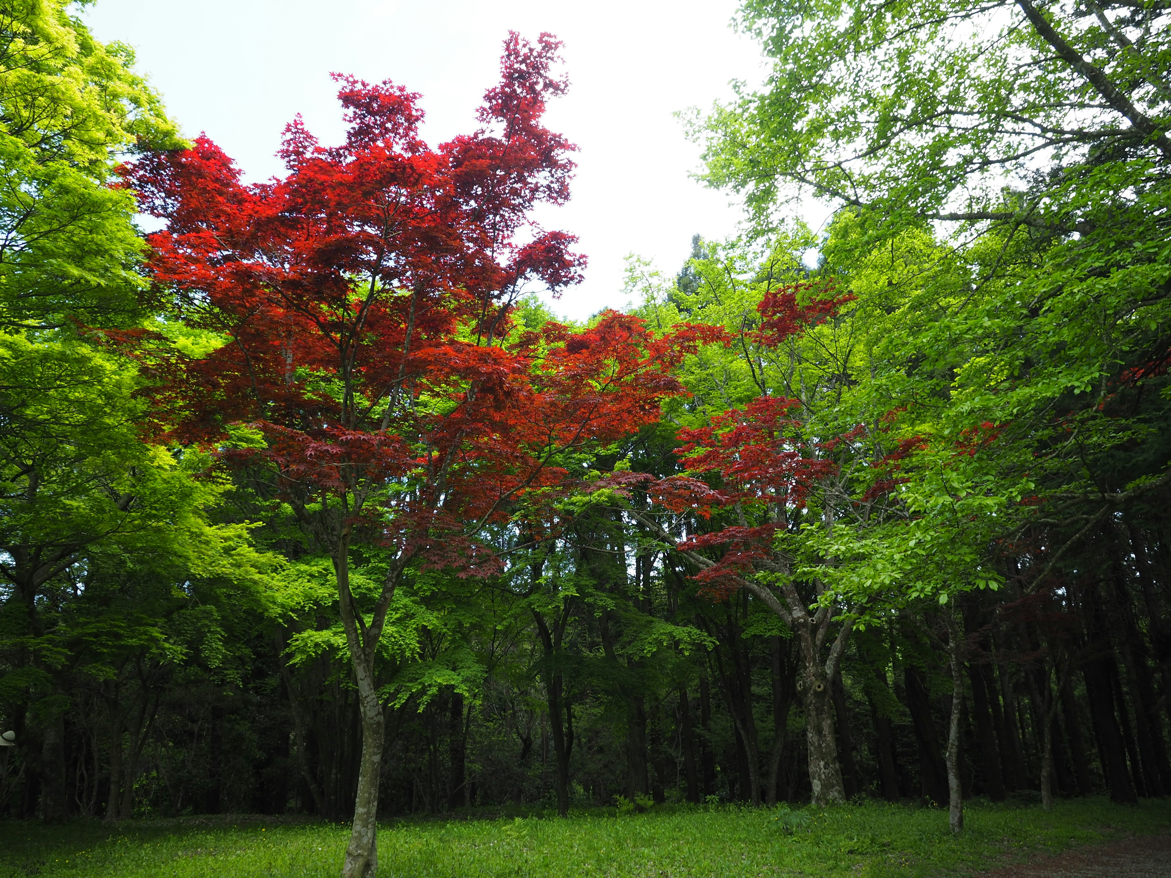 Landscape featuring a red maple tree among green foliage