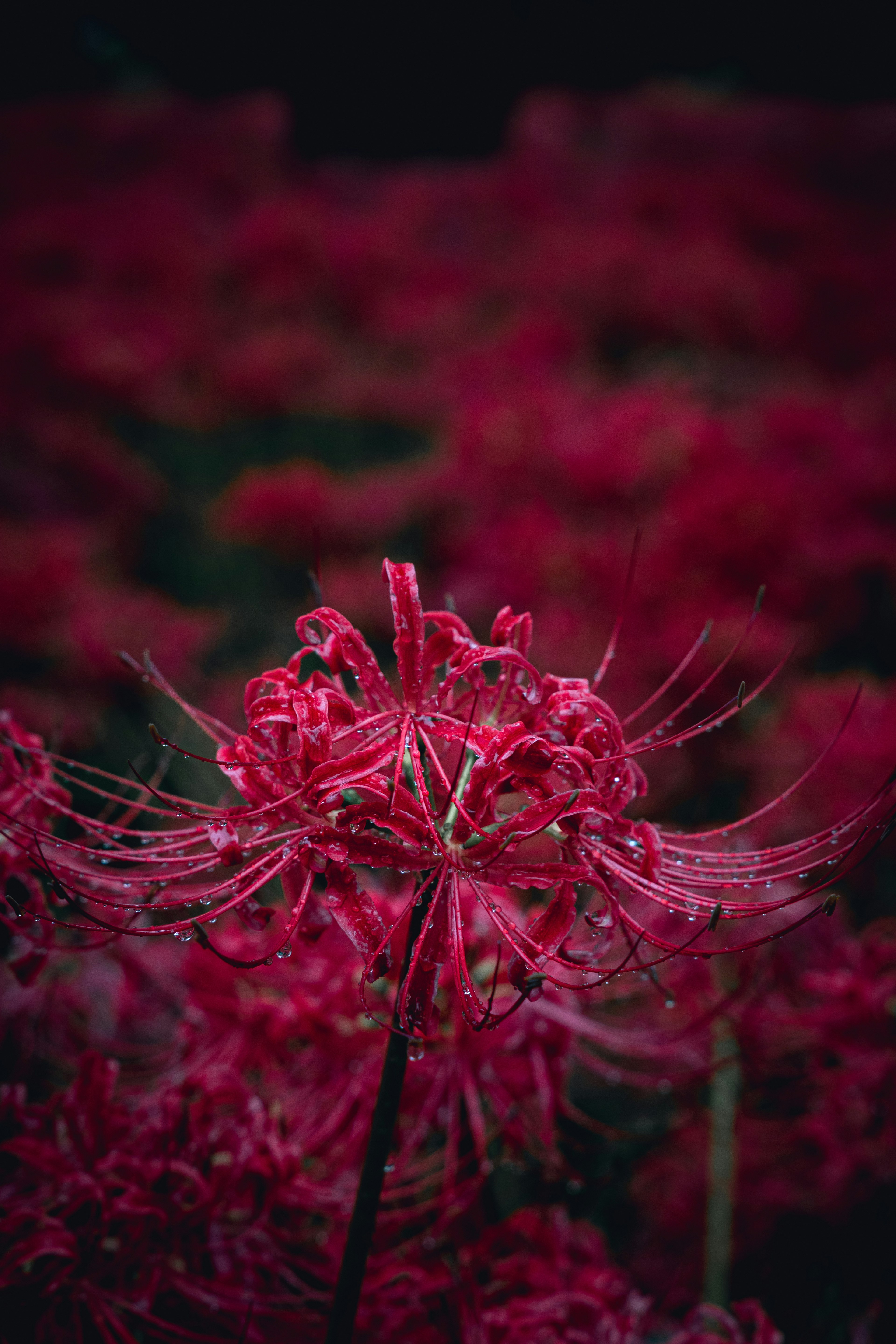 Lily araignée rouge vif se détache sur un arrière-plan flou de fleurs