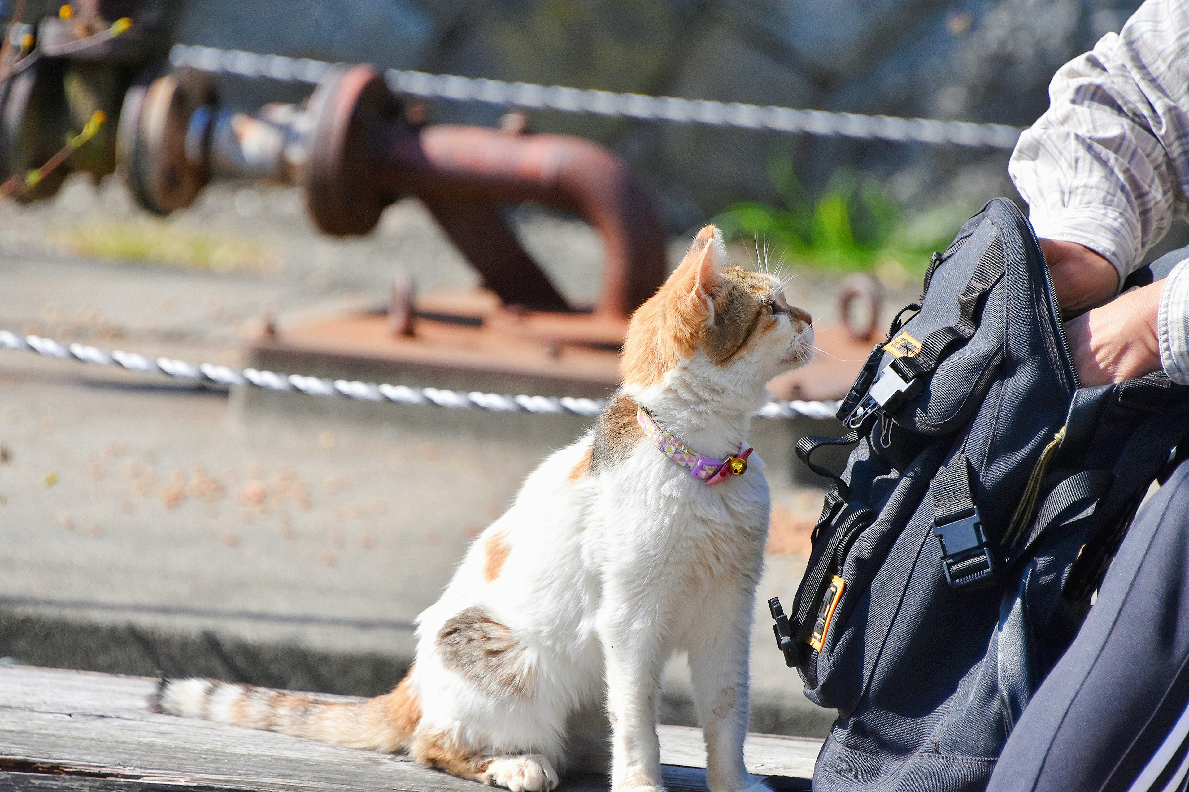 A cat with a collar sitting near a person