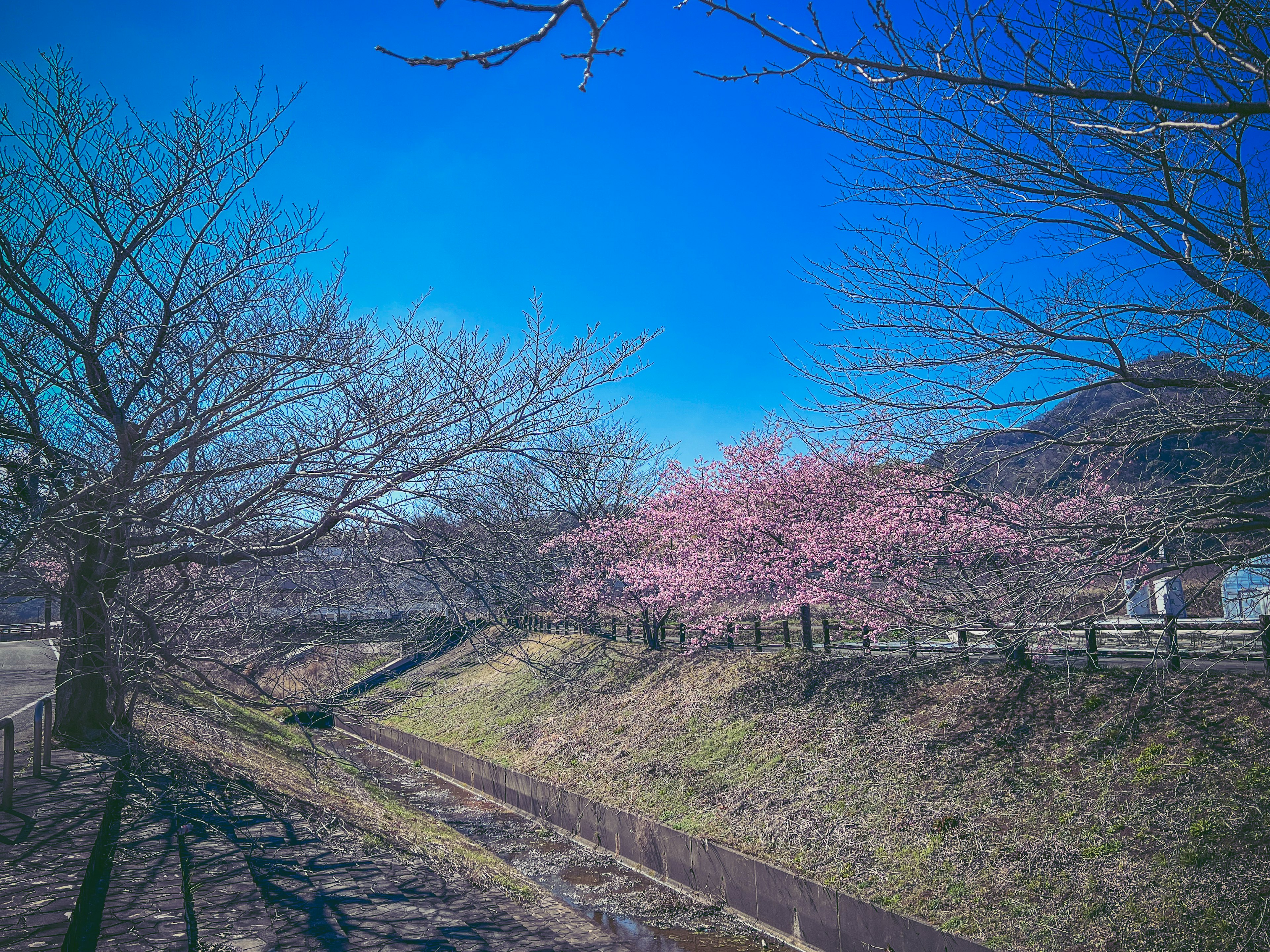 Pemandangan dengan pohon sakura mekar di bawah langit biru