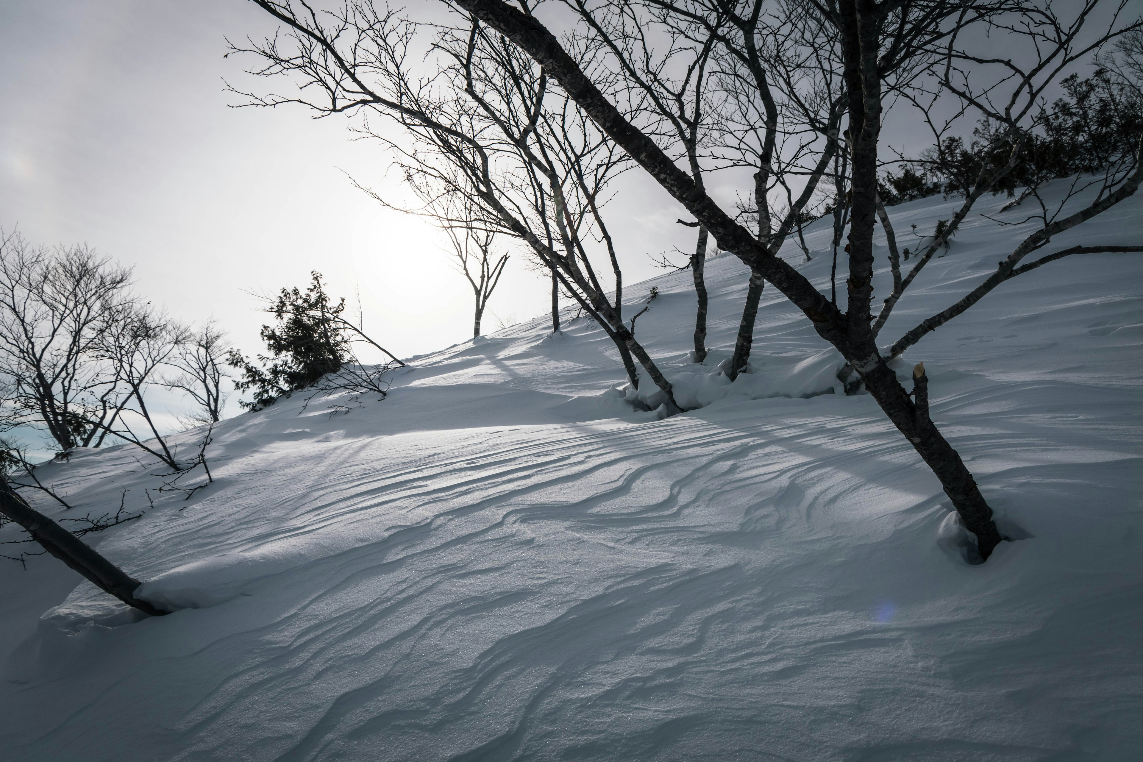 雪に覆われた斜面と木々の影