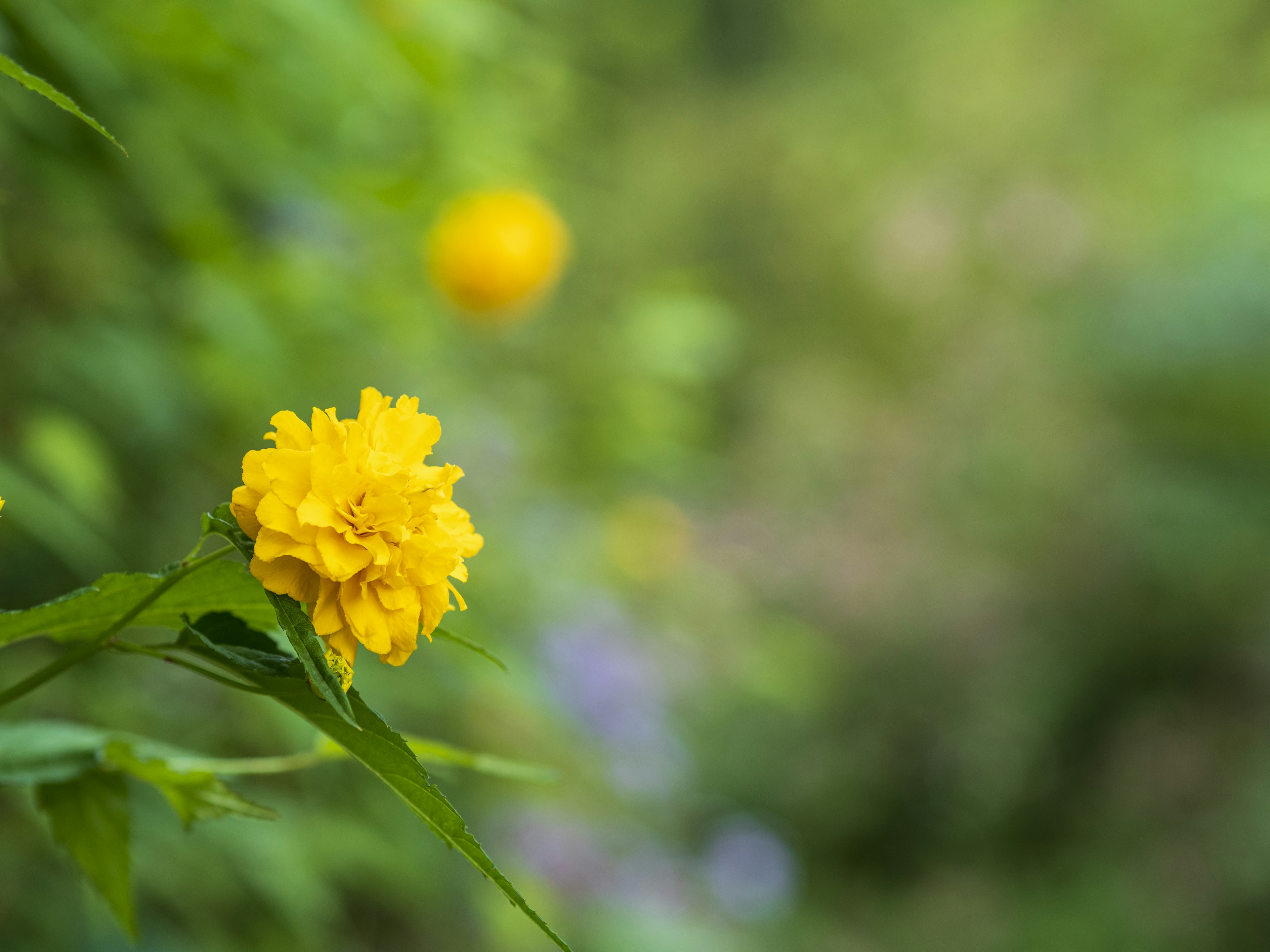 Fleur jaune vif avec des feuilles vertes dans un arrière-plan flou