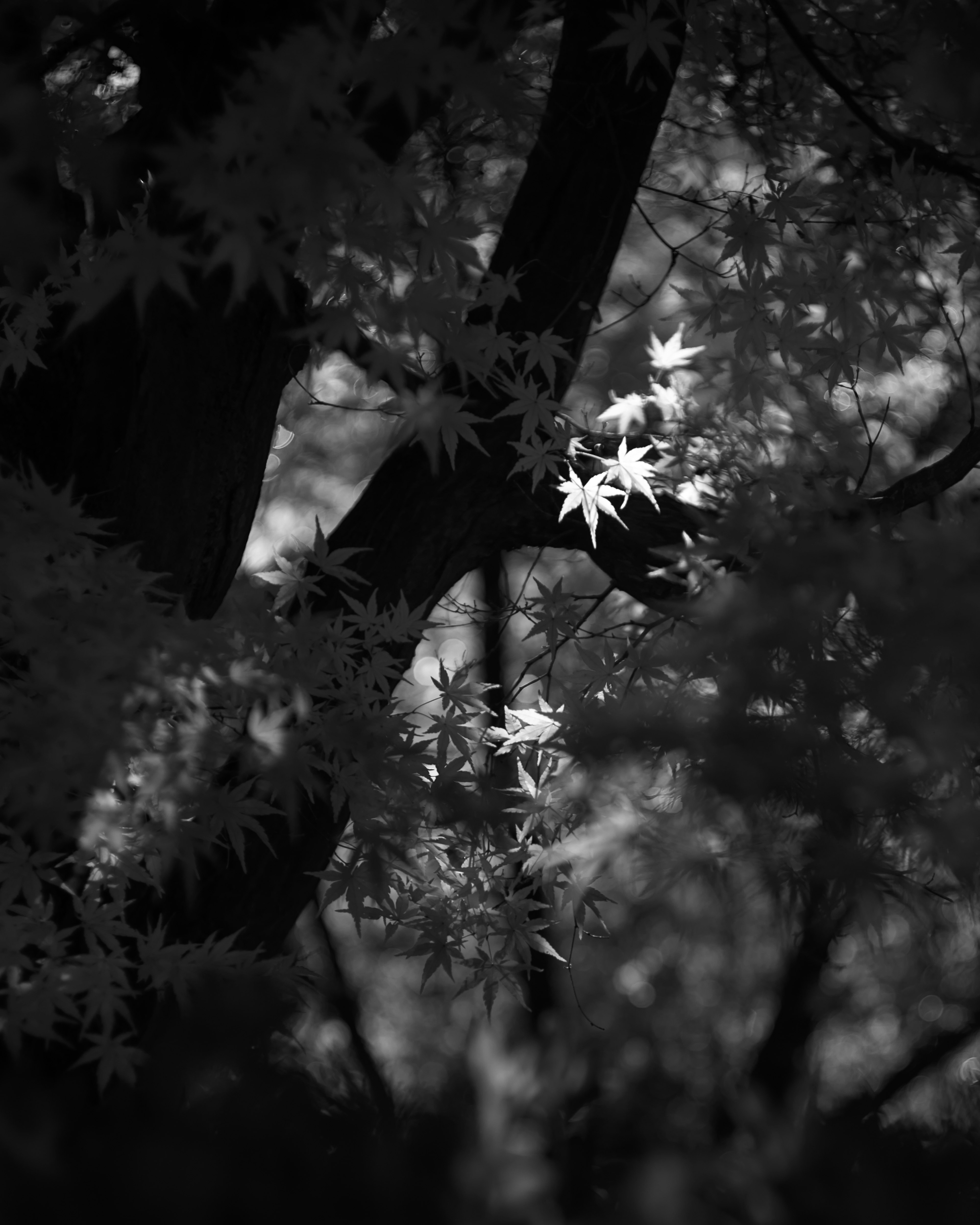 Hojas de arce delicadas iluminadas sobre un fondo en blanco y negro