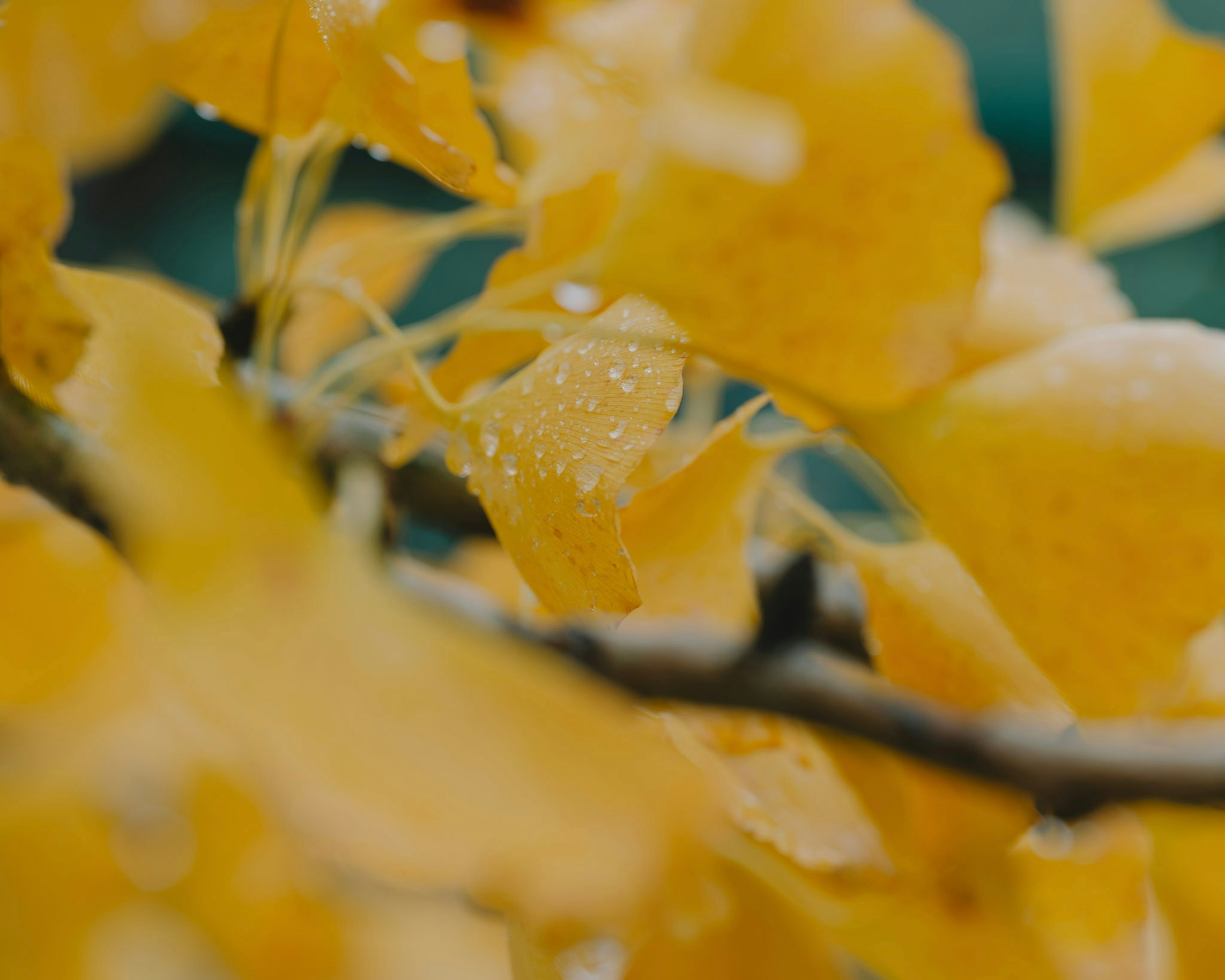 Vibrant yellow leaves glistening with rain droplets