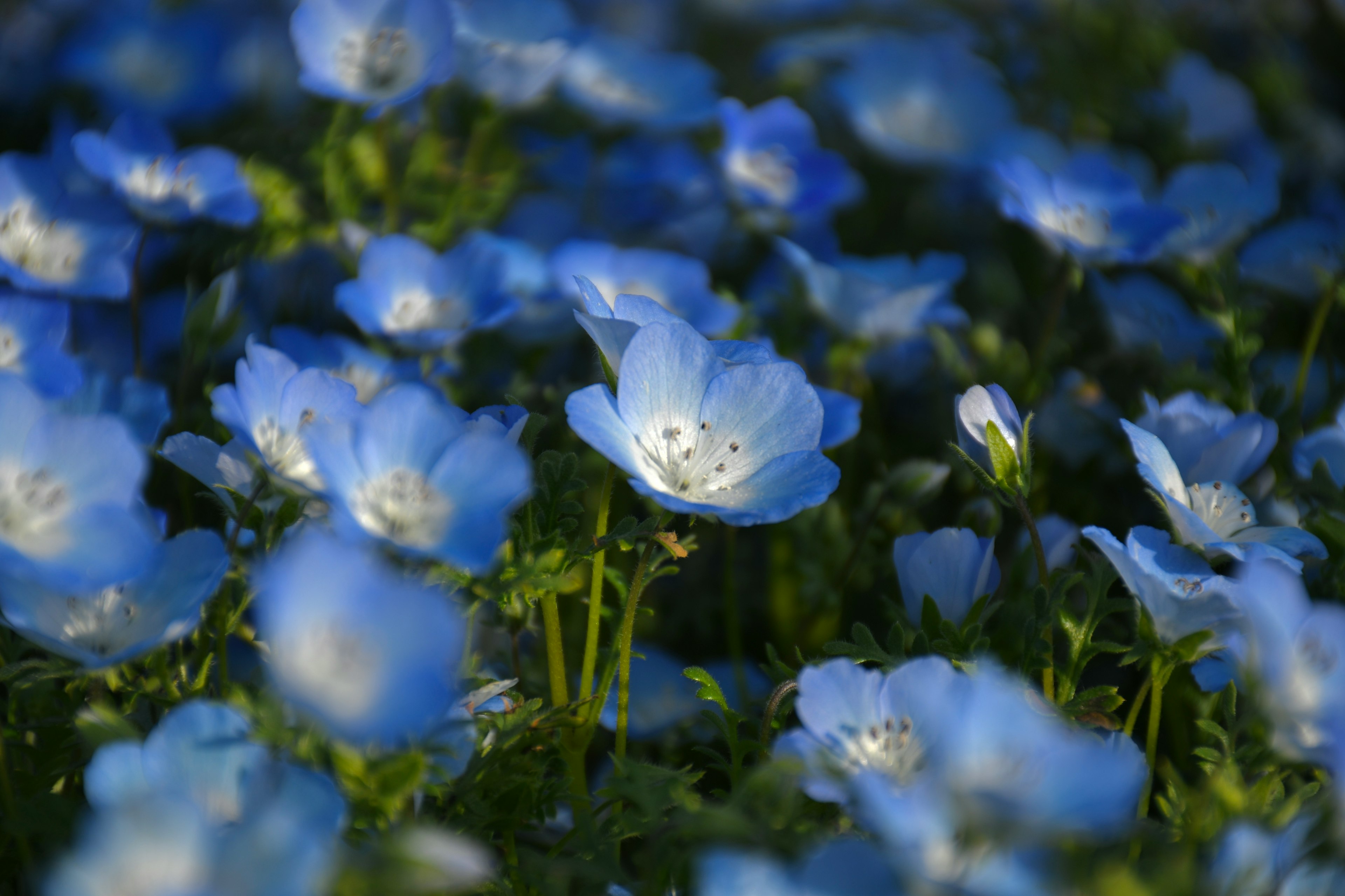 Champ de fleurs bleues en pleine floraison