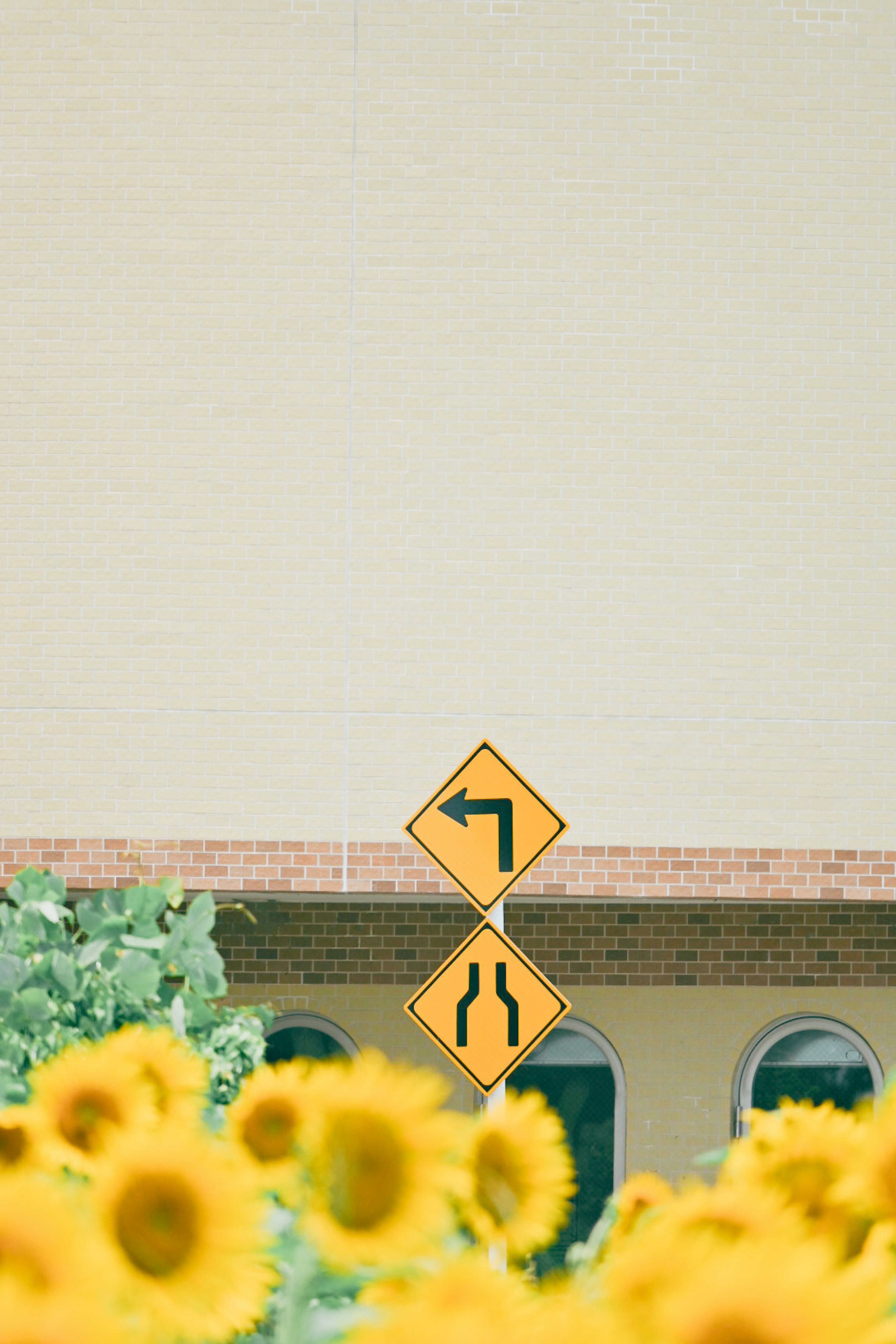 Señales de giro a la izquierda y fusión con girasoles en primer plano