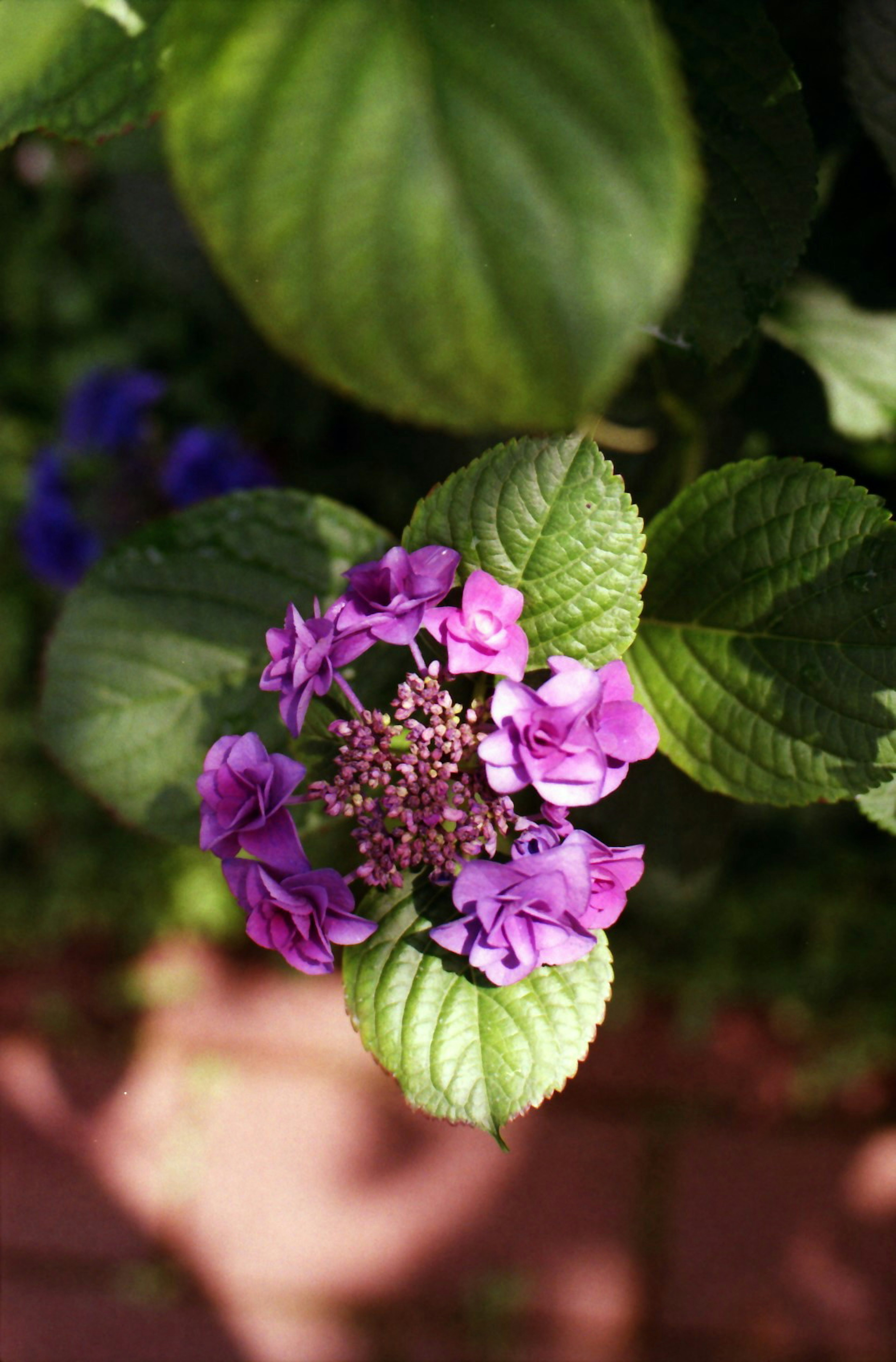 Vista superior de una planta con flores moradas y hojas verdes