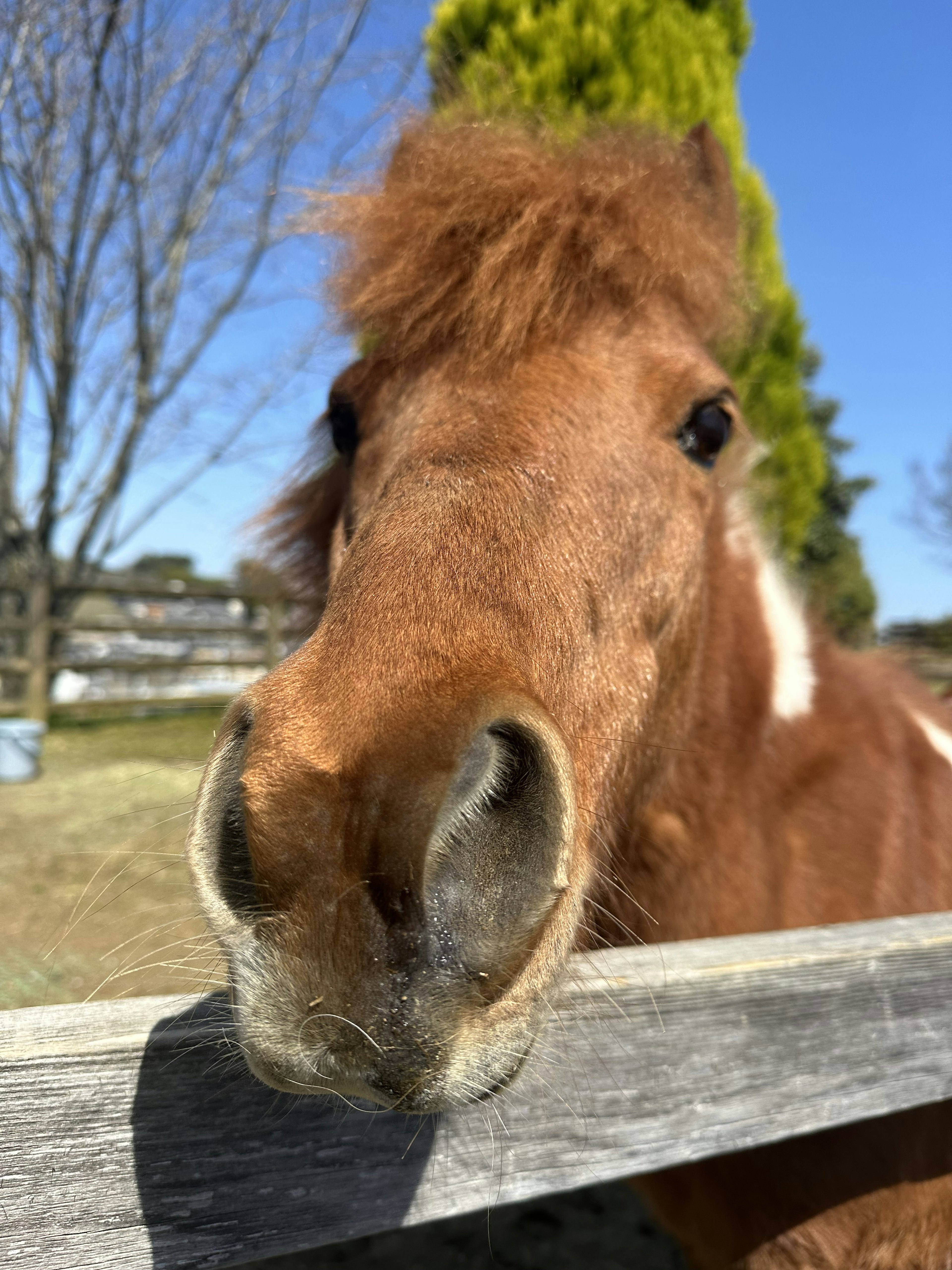 Primo piano di un cavallo marrone che sporge sopra una recinzione di legno alla luce del sole