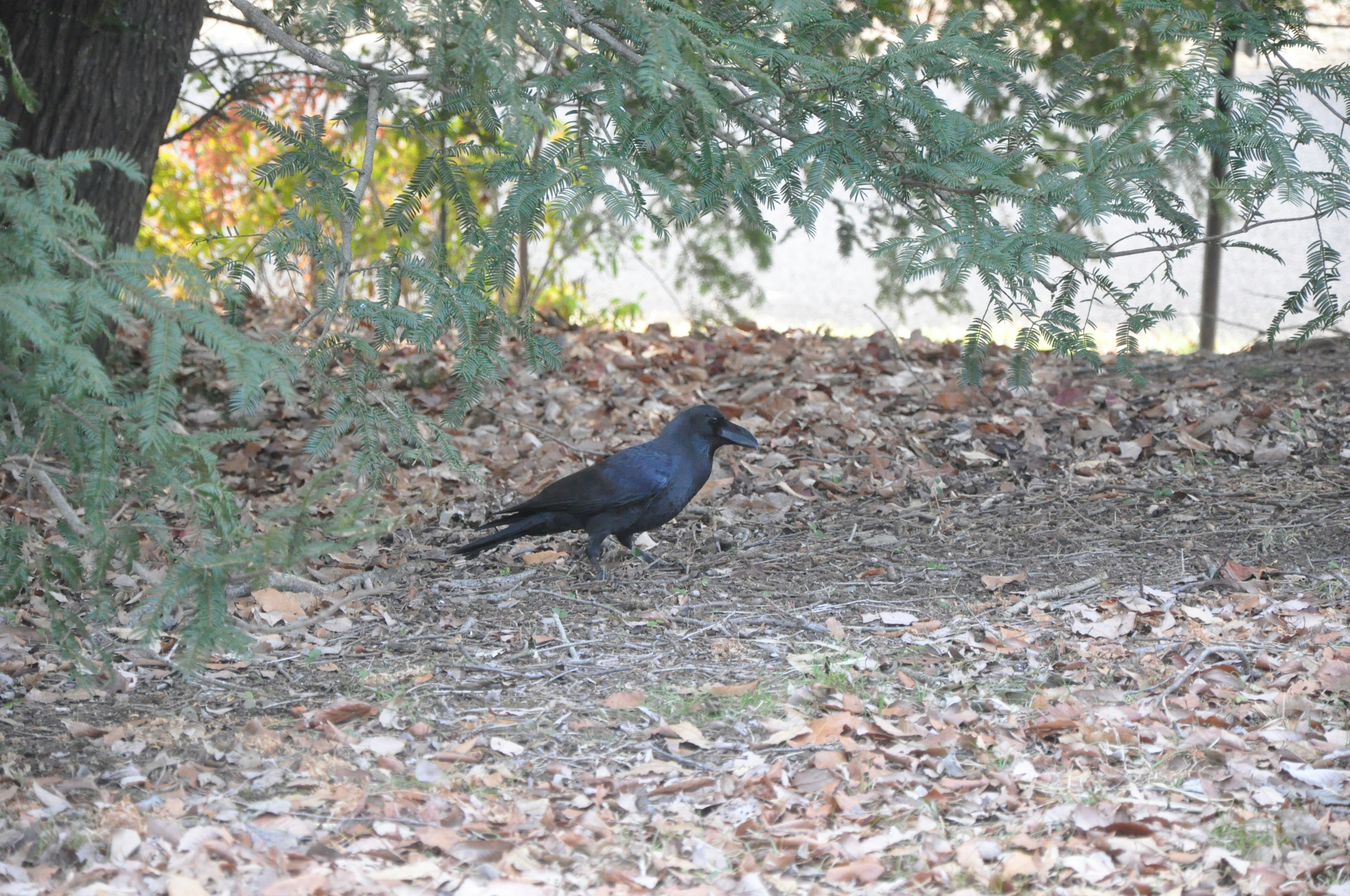 Un corbeau noir sur le sol entouré de feuilles éparpillées et d'arbres verts