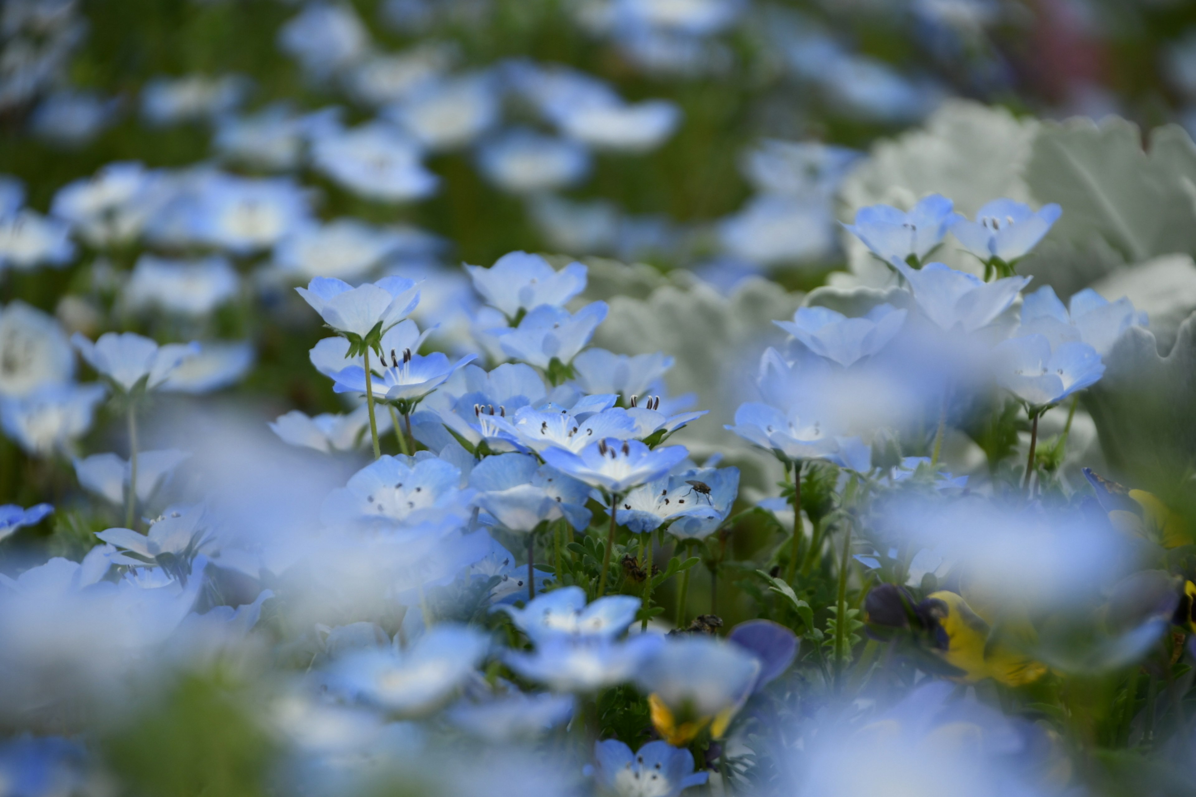 Acercamiento a flores azules en un jardín vibrante