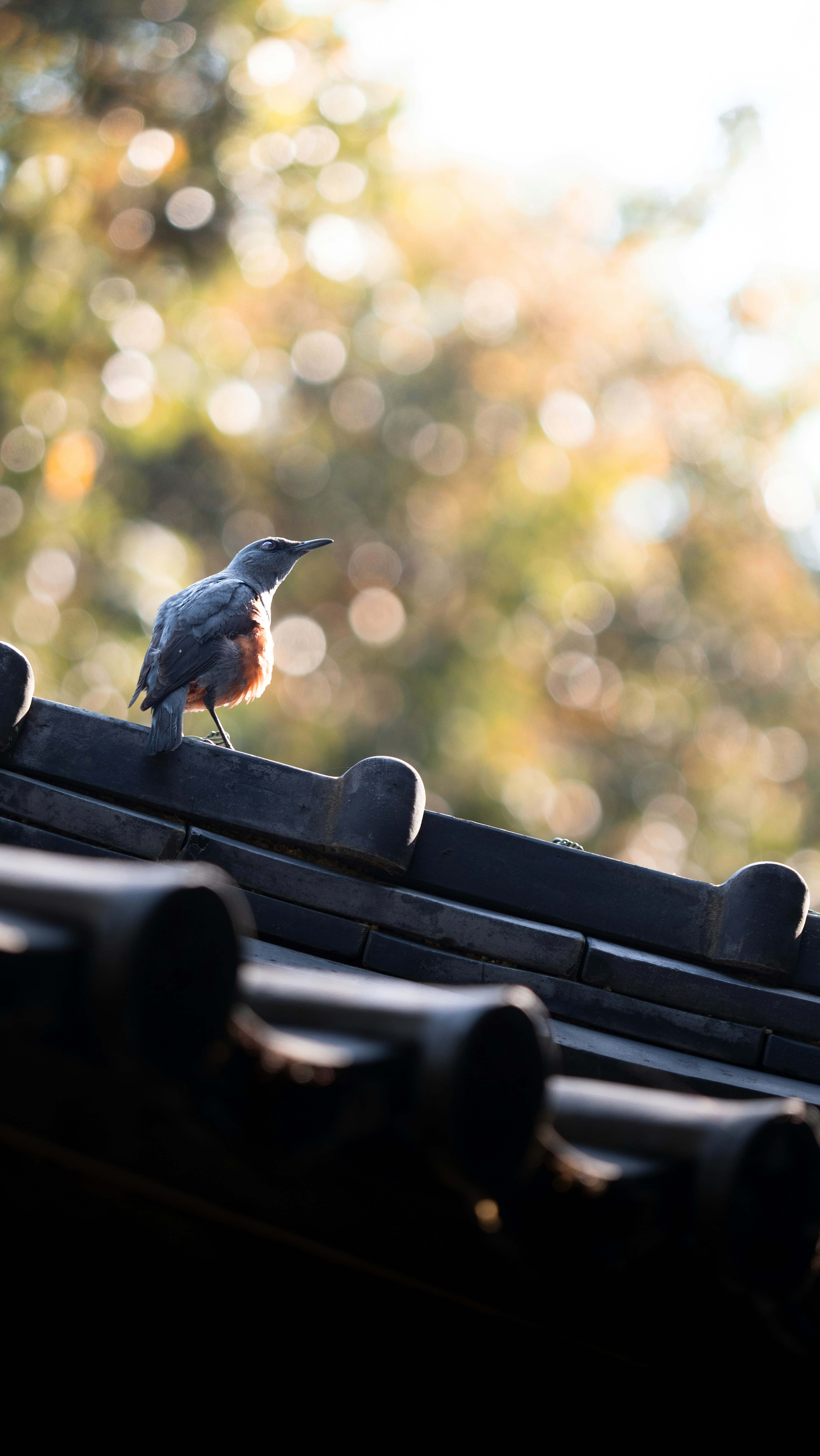 Silhouette eines Vogels auf einem Dach mit einem sanften Bokeh-Hintergrund