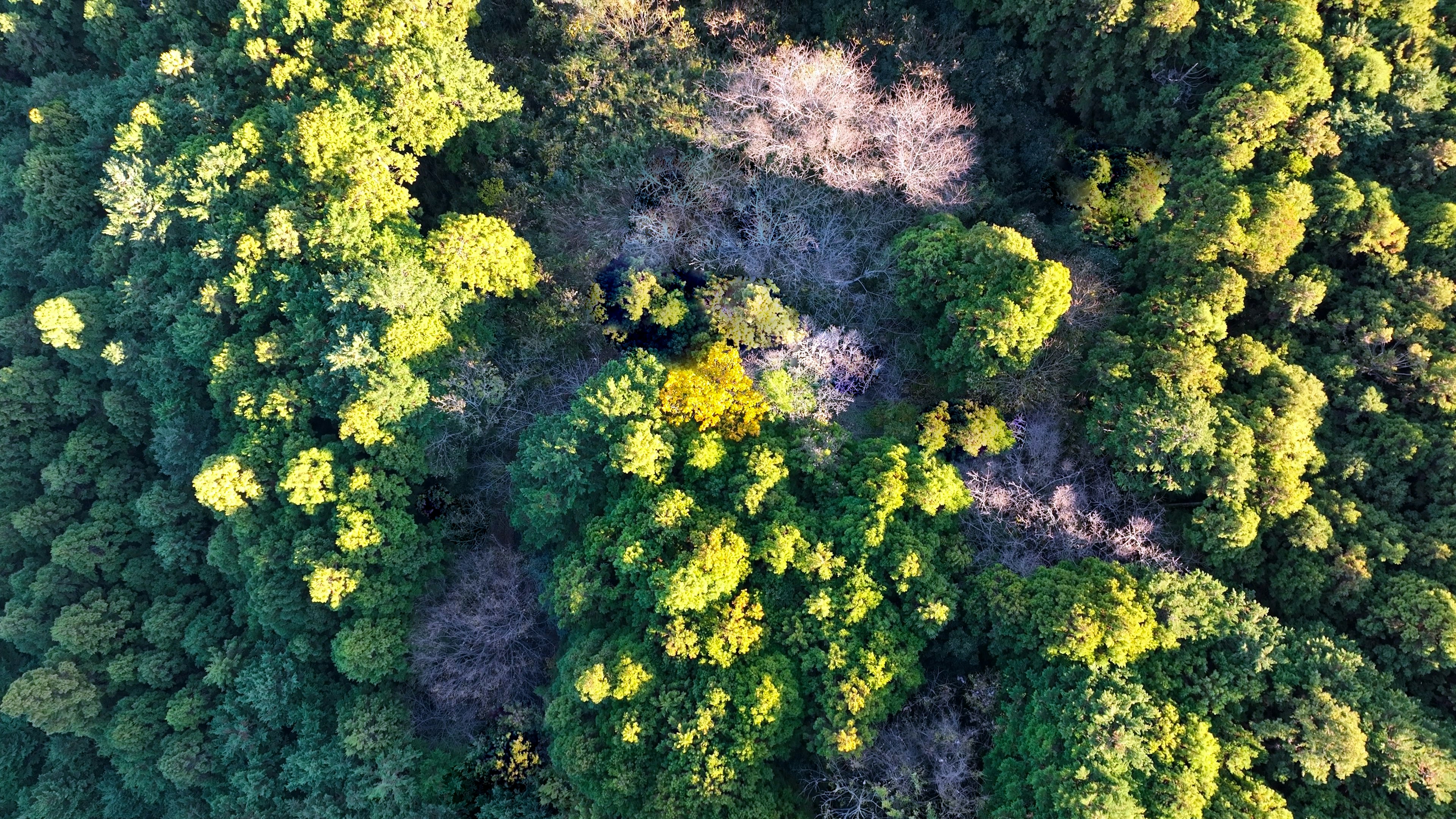 Vue aérienne d'une forêt verdoyante avec une zone clairsemée parmi les arbres