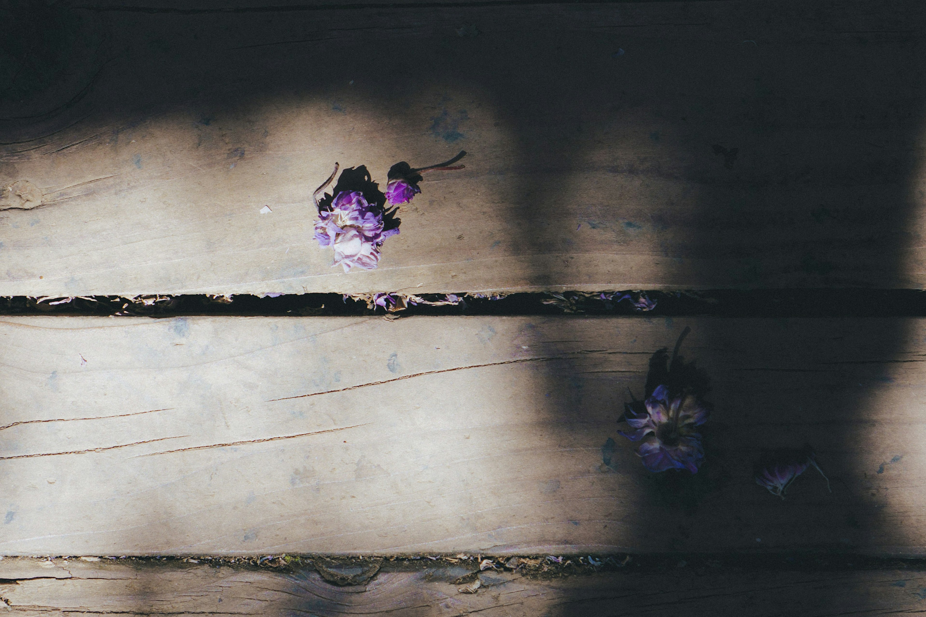 Fleurs violettes éparpillées sur un sol en bois