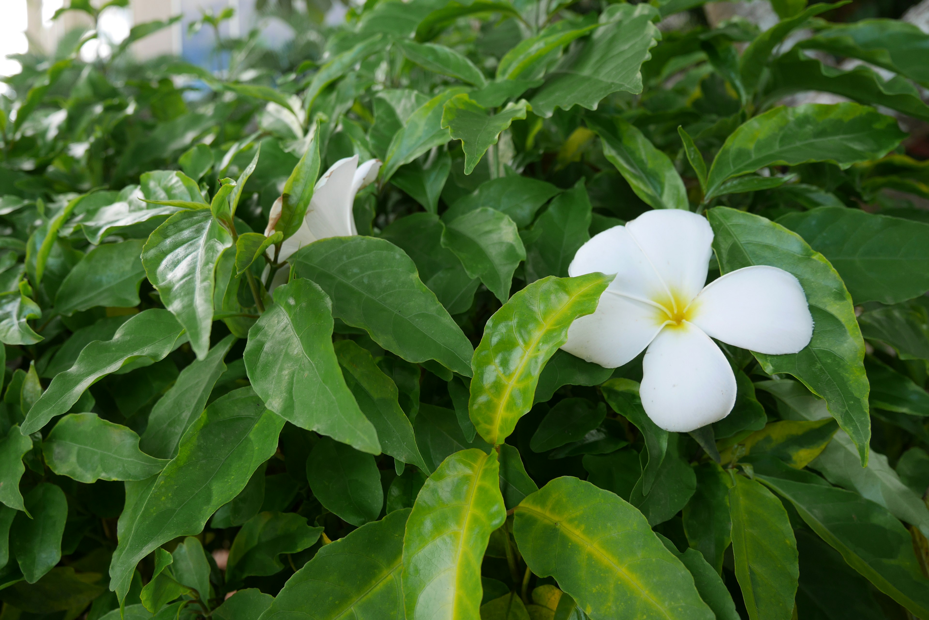 綠色葉子中的白色花朵和黃色中心