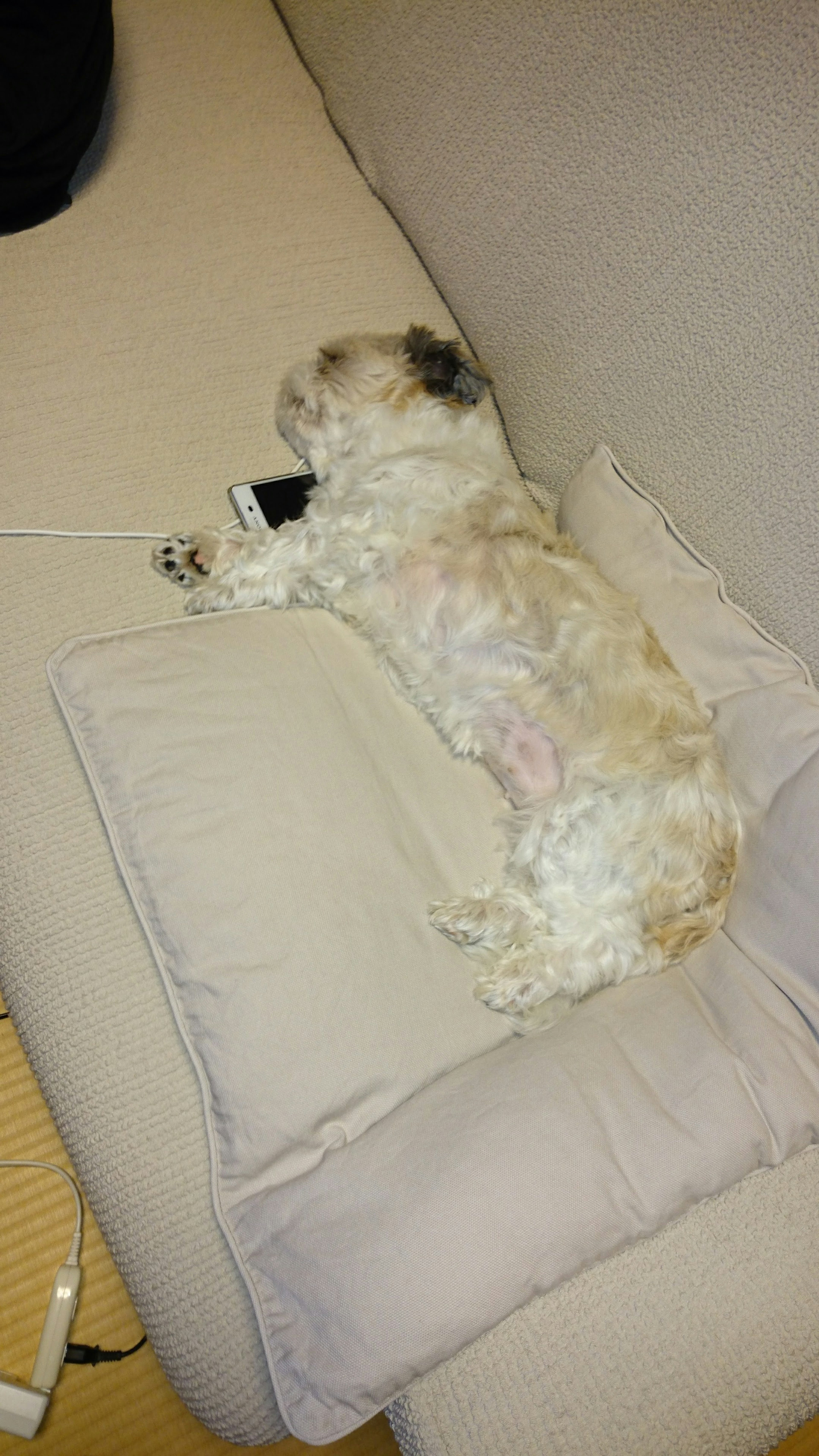 A dog lying on a cushion on a sofa