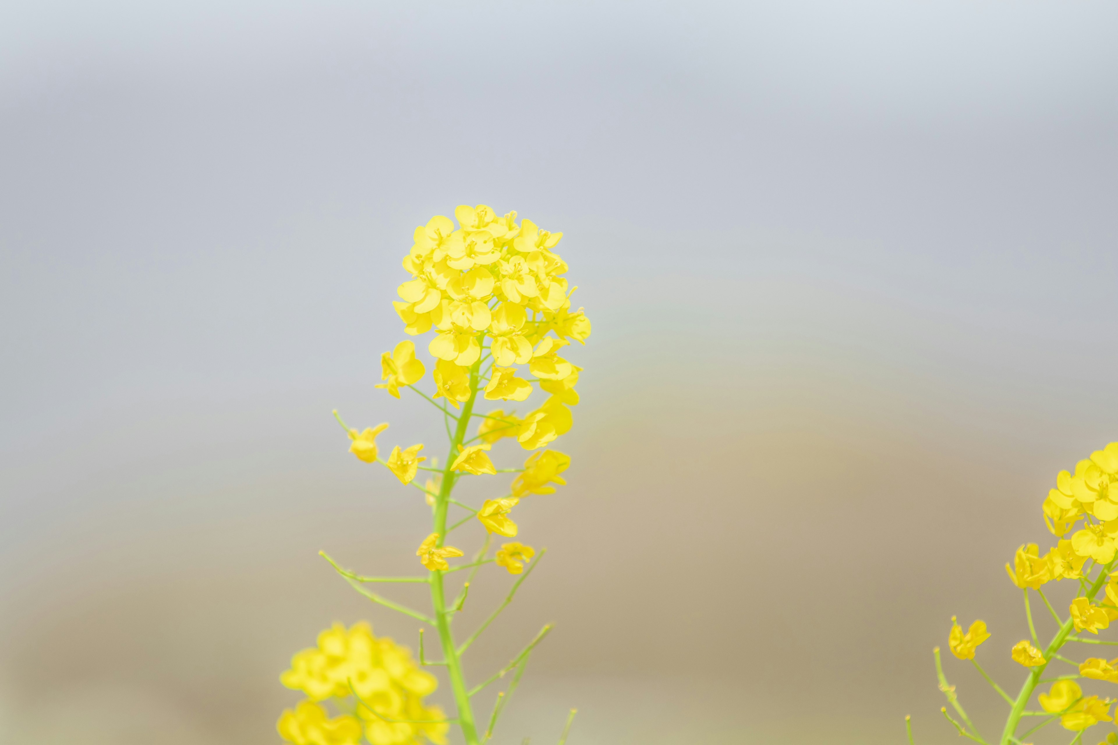 薄曇りの背景に美しい黄色の花が咲いている