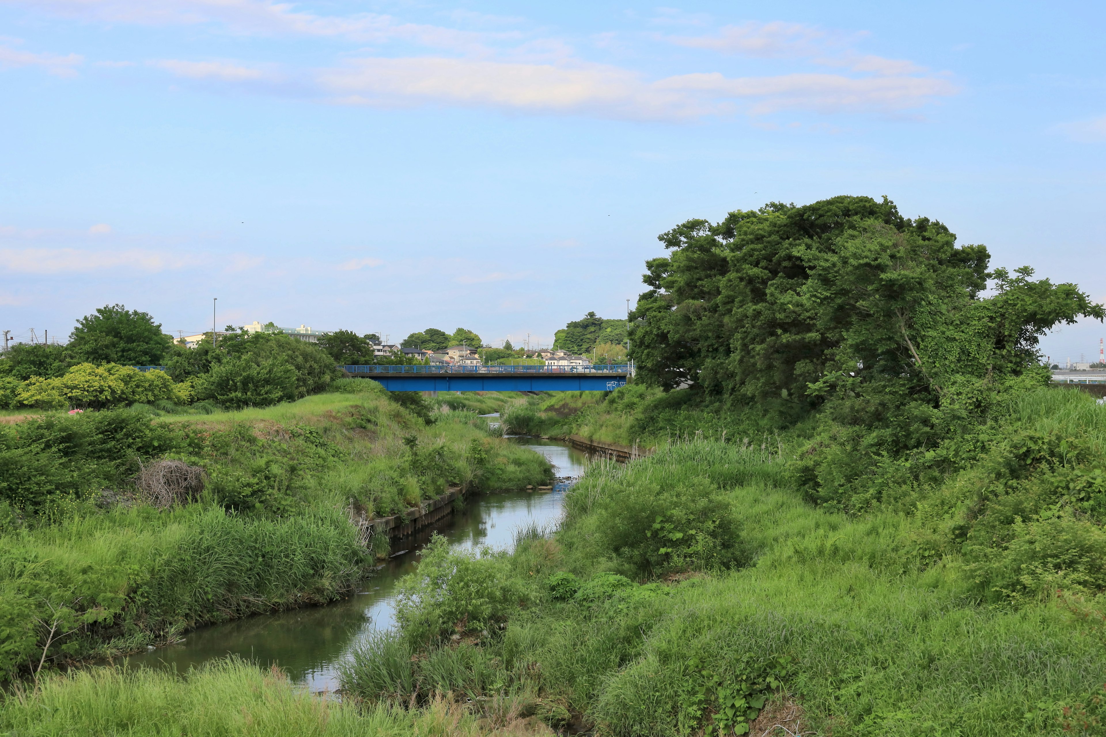 ทิวทัศน์ที่สวยงามของแม่น้ำที่มีพืชพรรณเขียวชอุ่มและสะพานสีน้ำเงิน