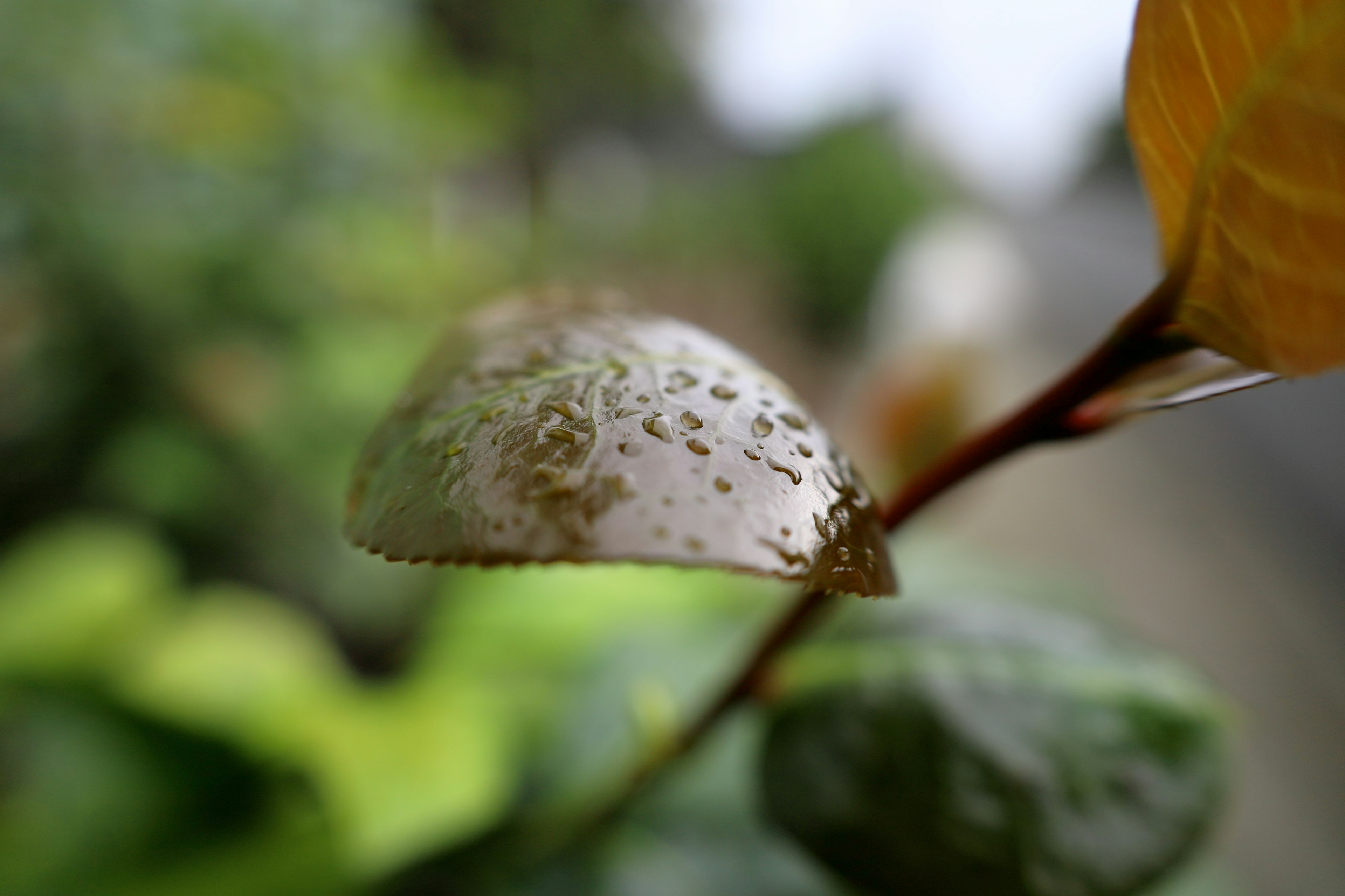 濕潤葉子的特寫，帶有雨滴