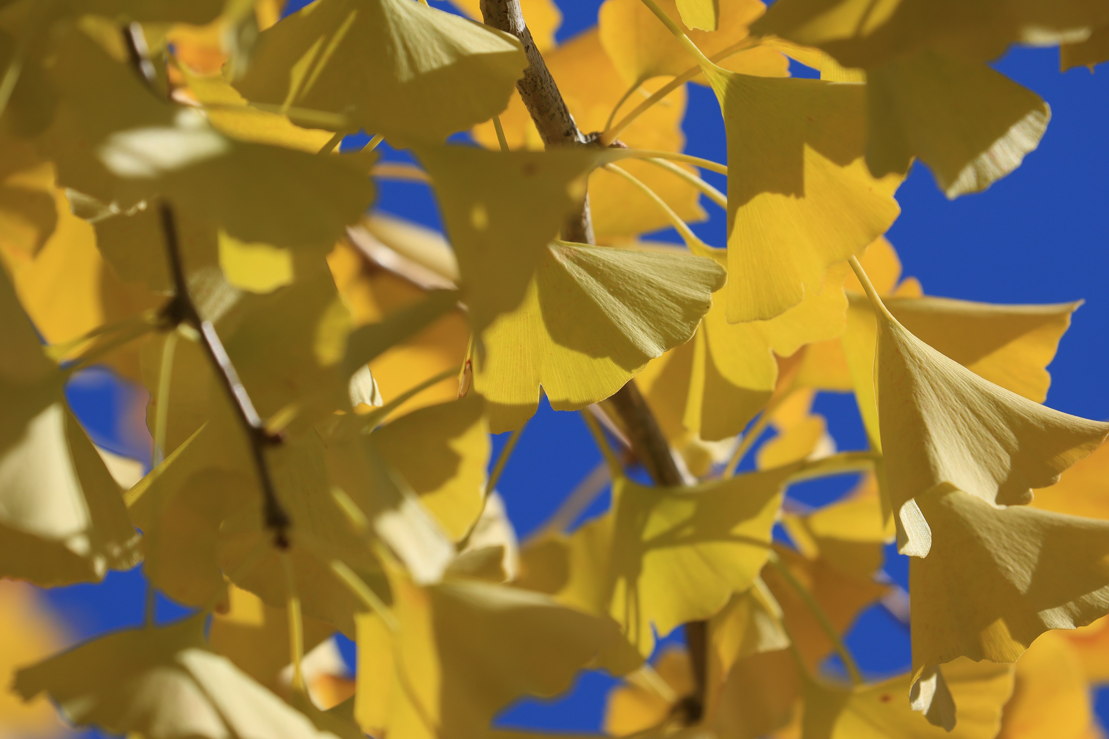 Vibrant yellow ginkgo leaves against a clear blue sky