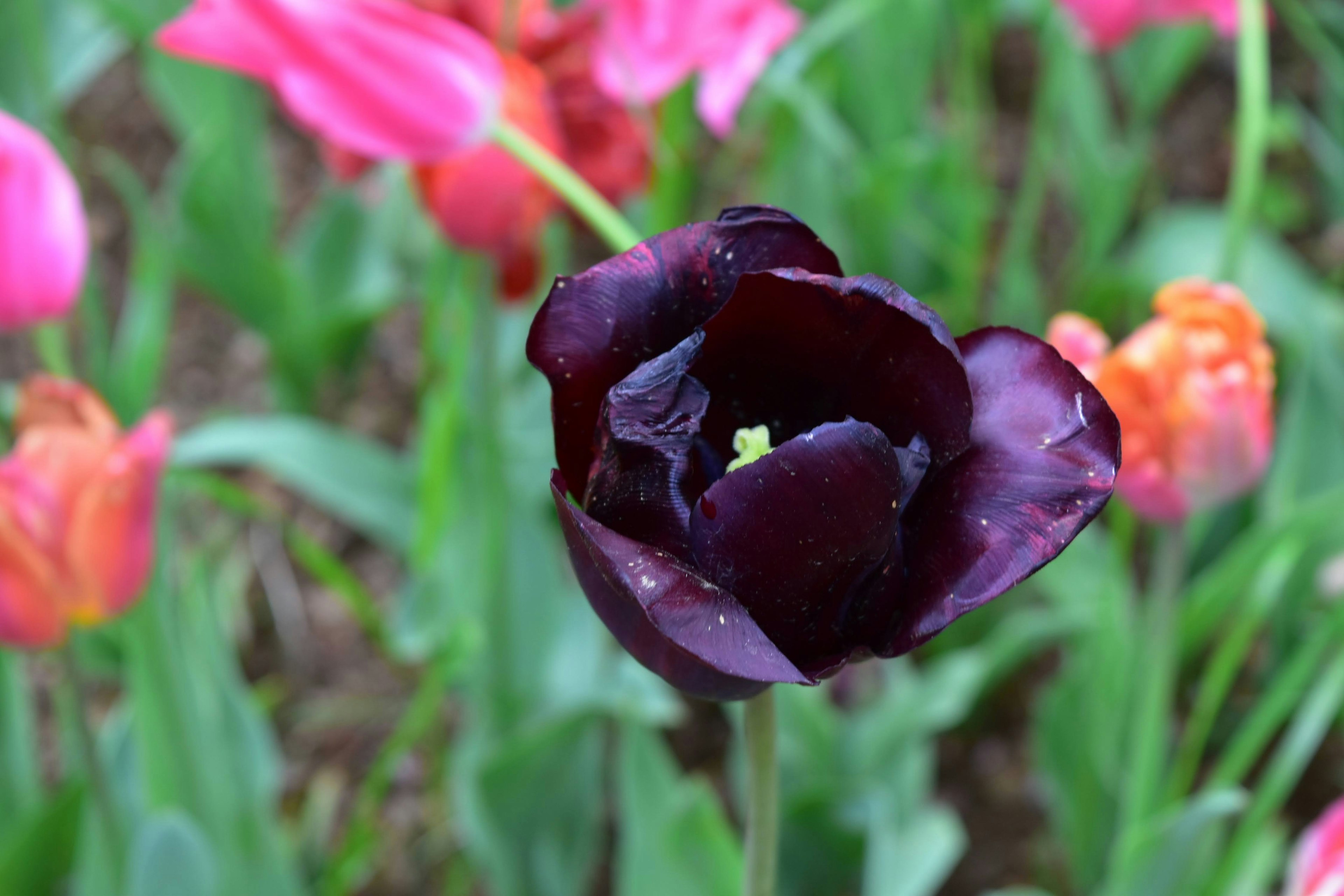 Un tulipán púrpura vibrante floreciendo entre otras flores coloridas