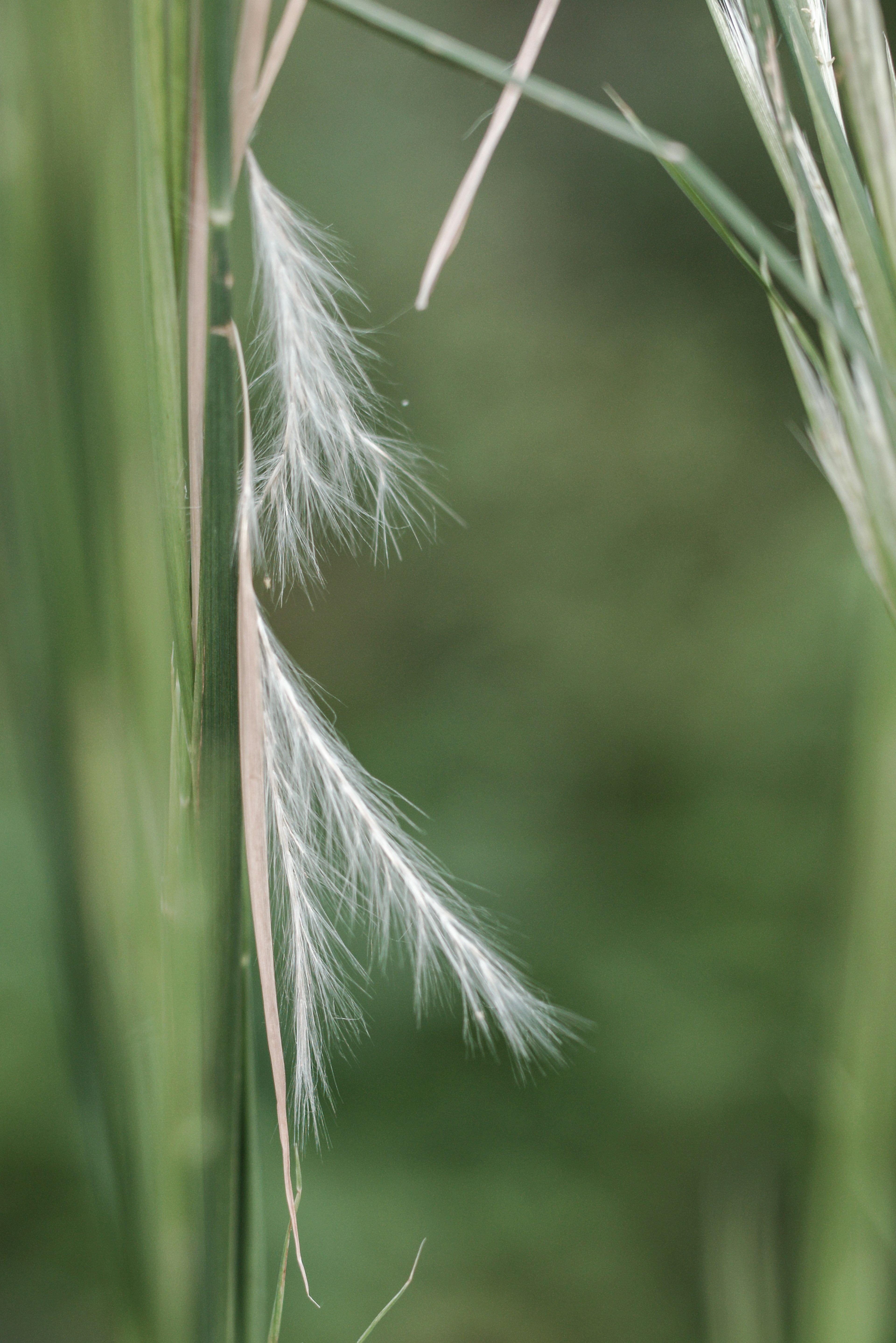 Gros plan sur de l'herbe avec des touffes blanches sur fond vert