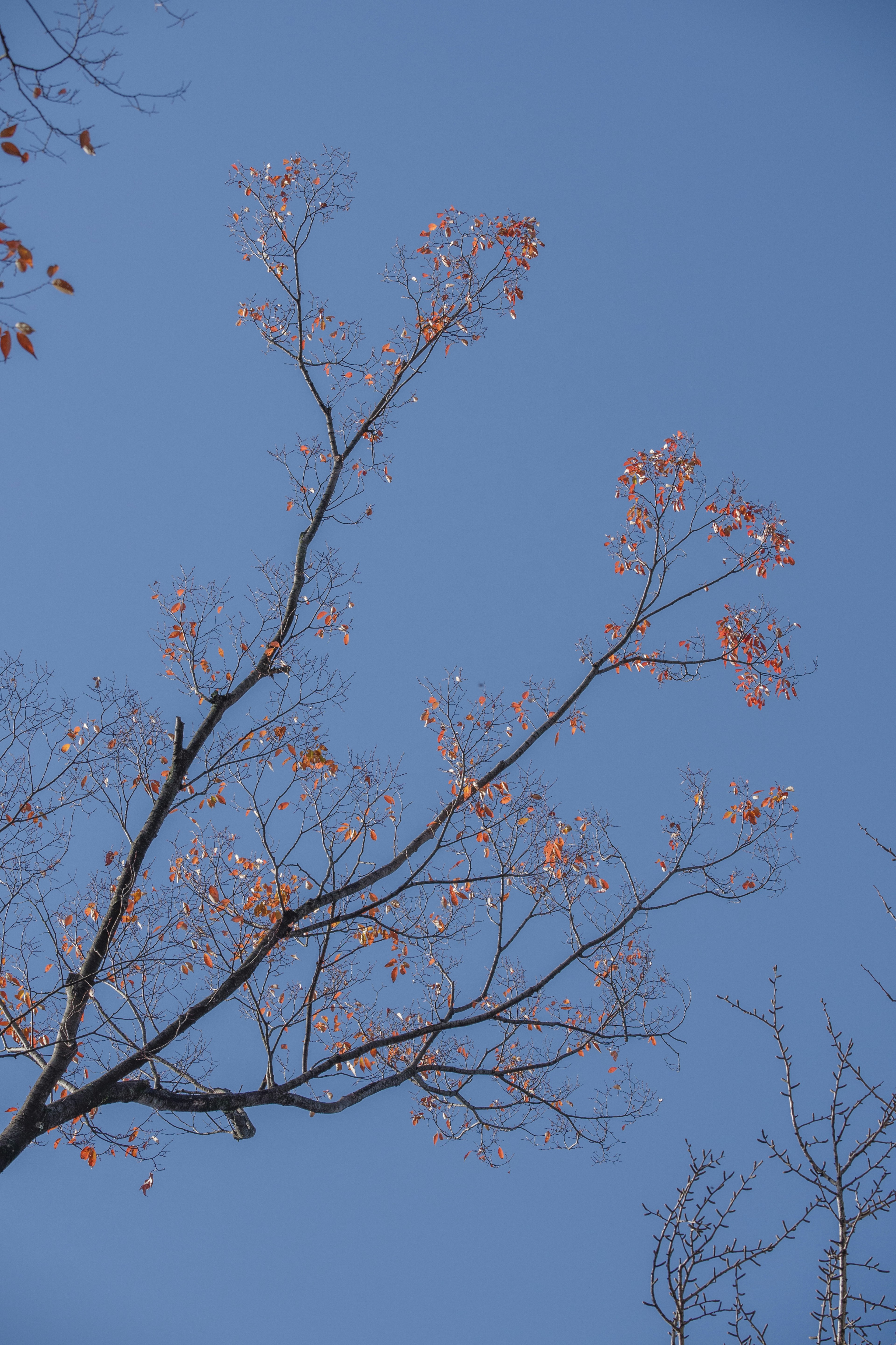 Dünne Äste mit neuen Frühlingsblättern vor blauem Himmel