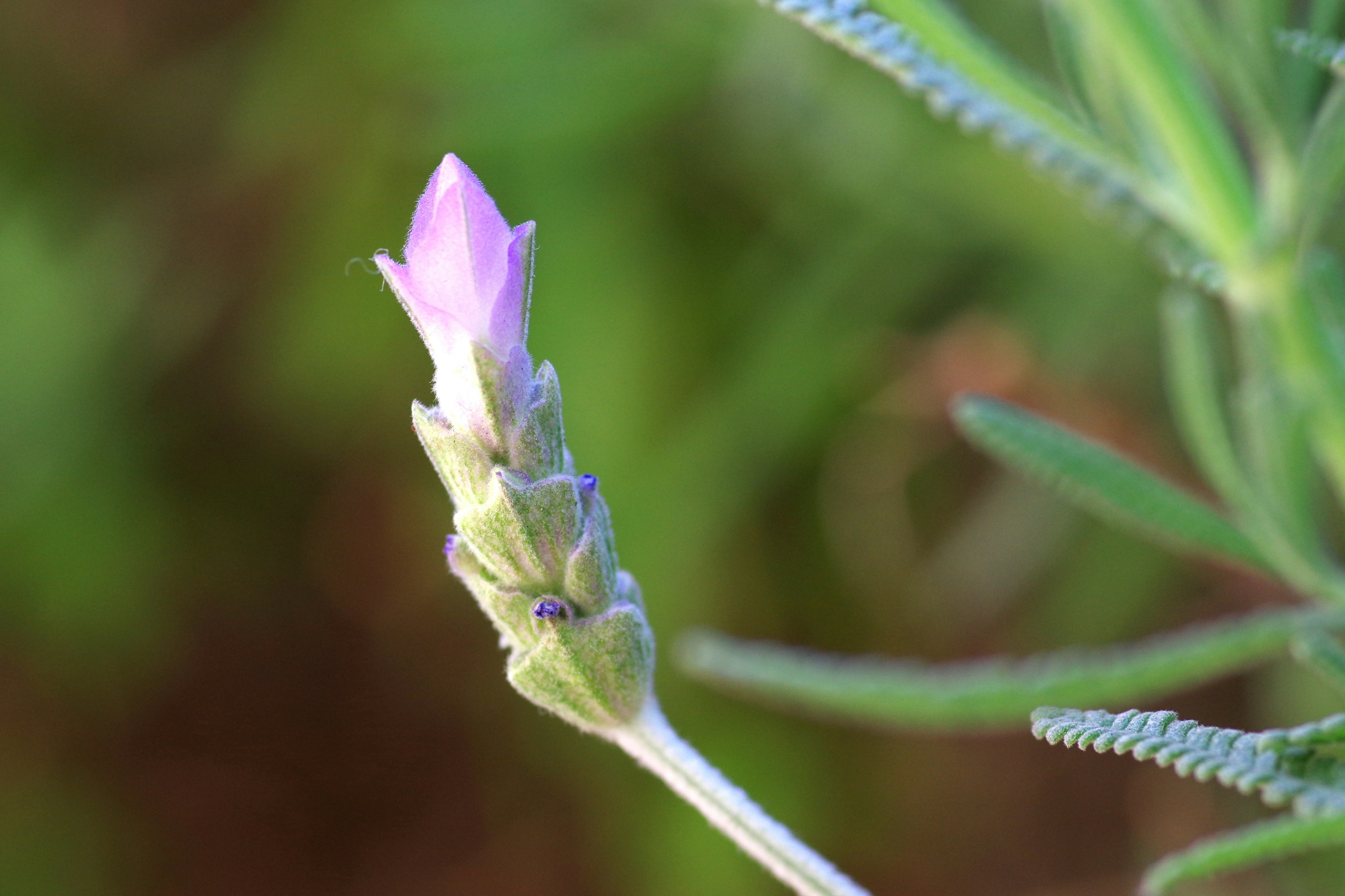 Brote de flor de lavanda con un color púrpura vibrante