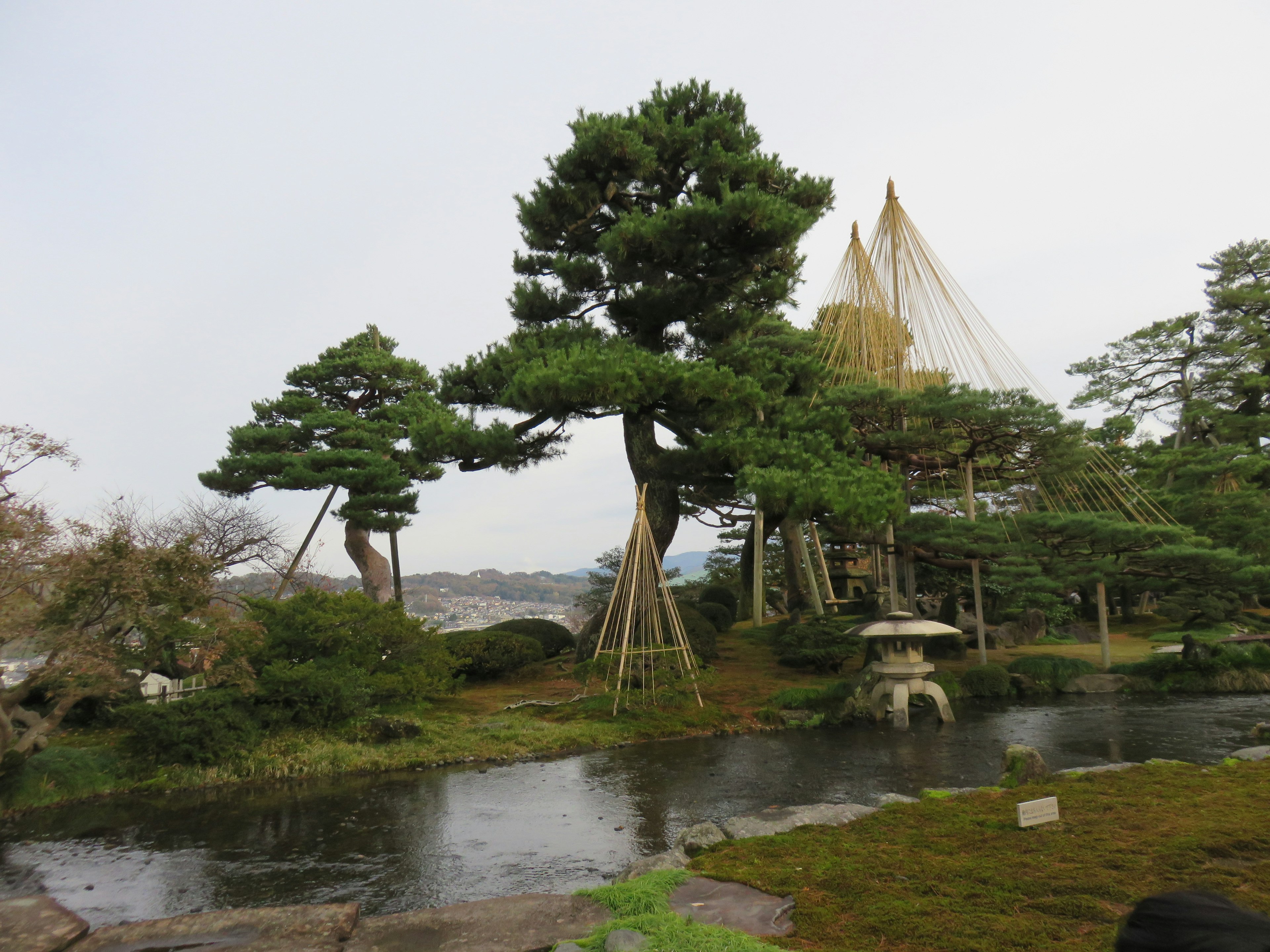 展示日本庭園中松樹和風景美的景觀